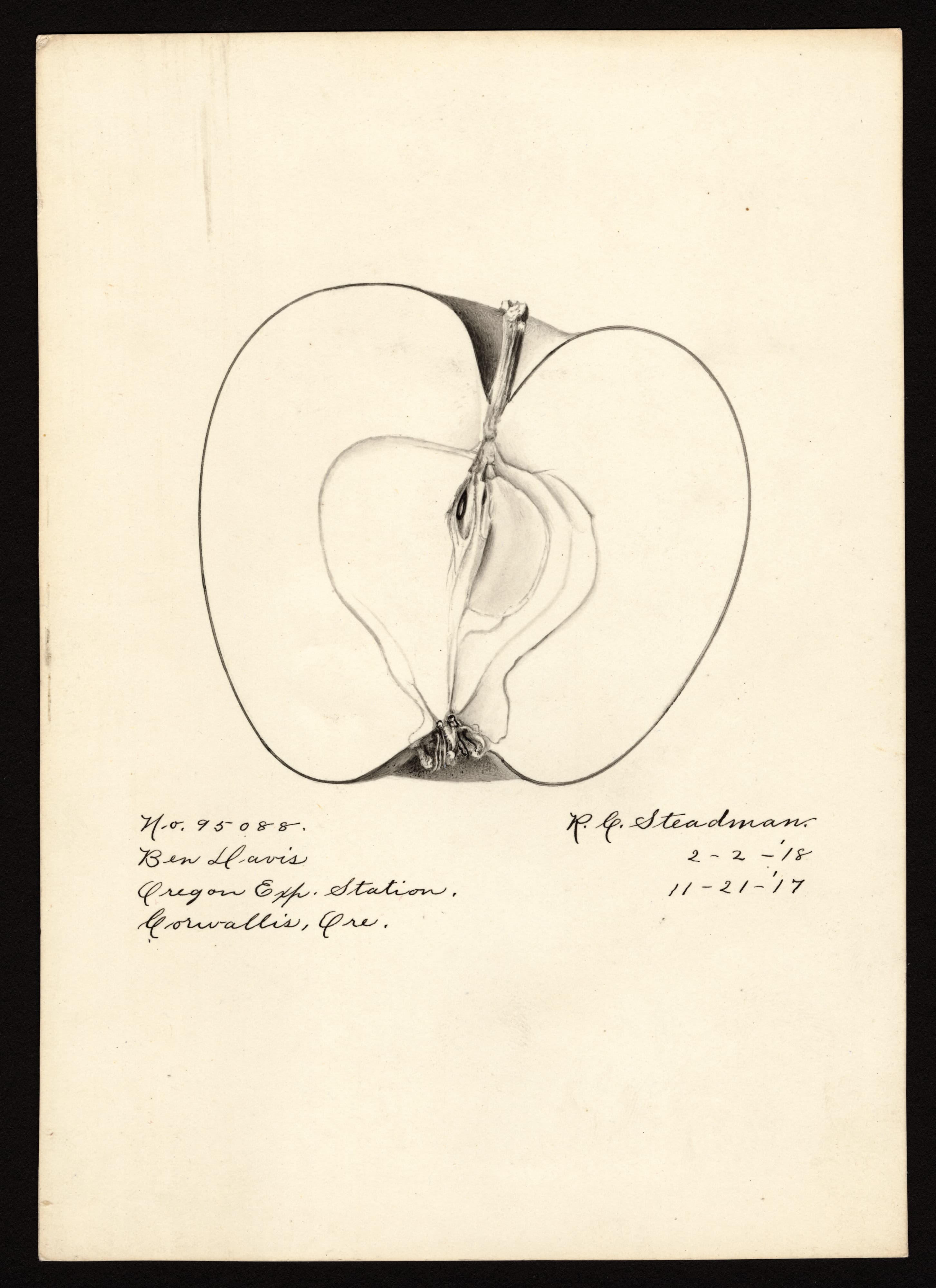 Malus domestica: Ben Davis