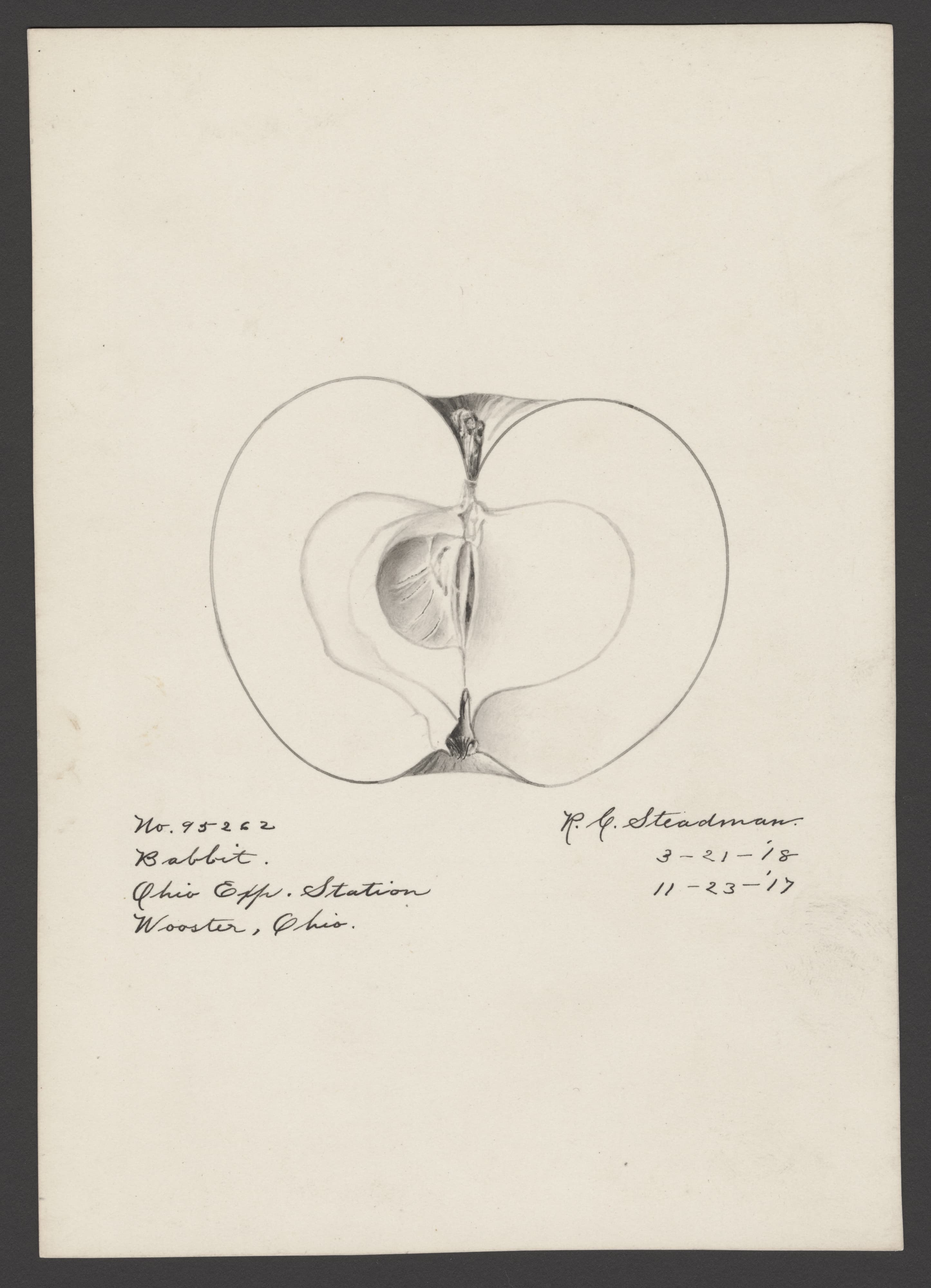 Malus domestica: Babbitt