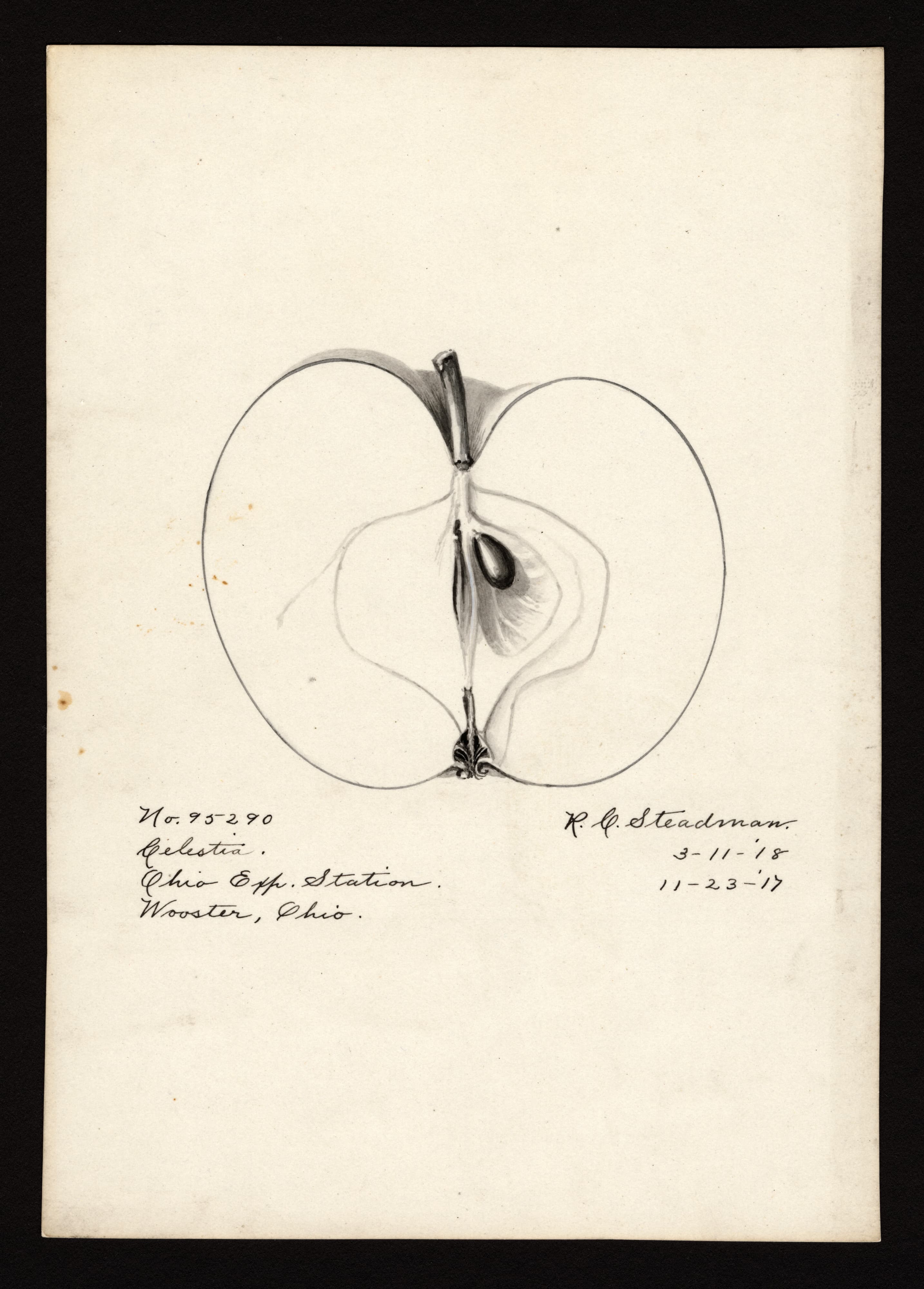 Malus domestica: Celestia