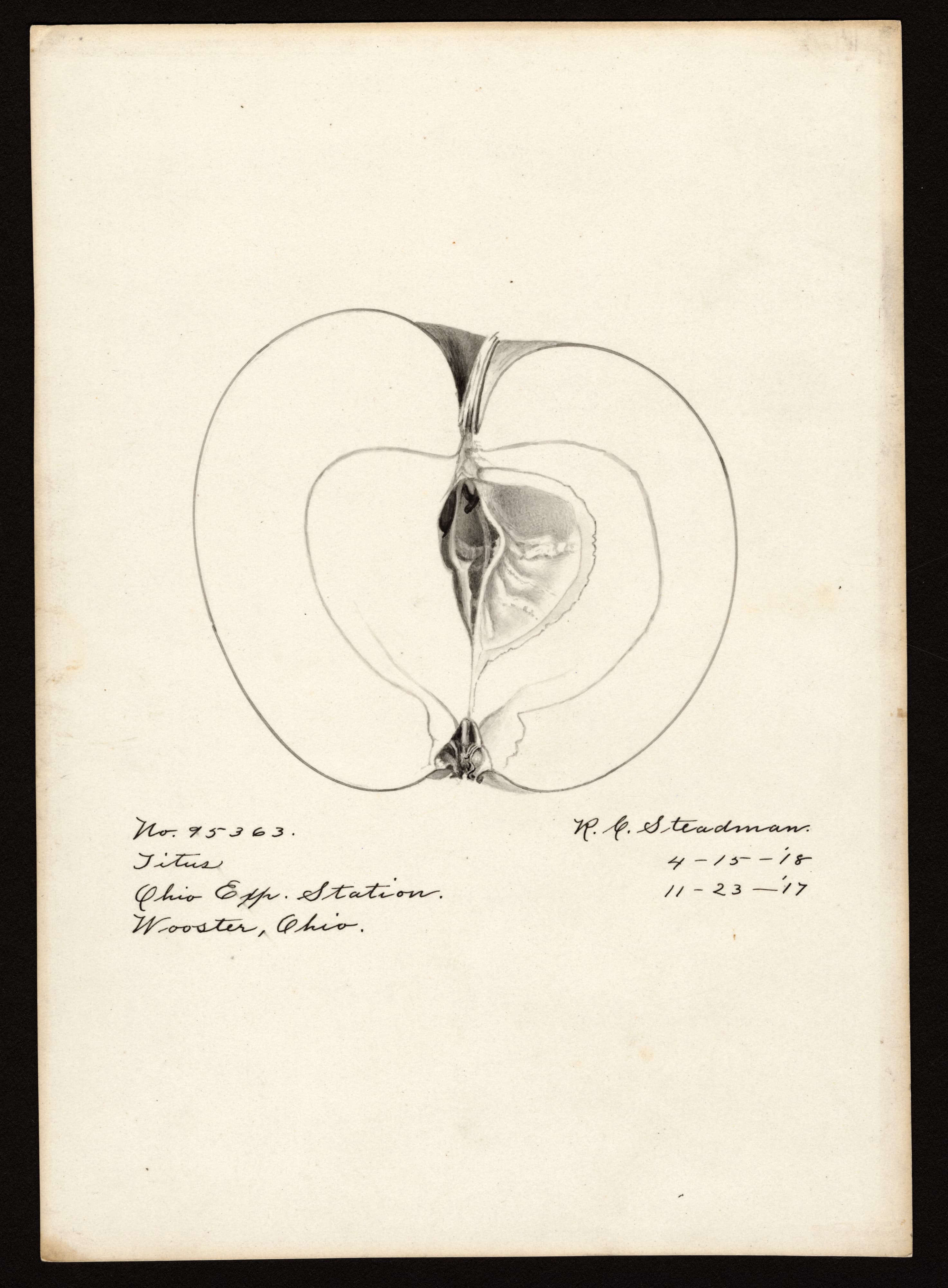 Malus domestica: Titus