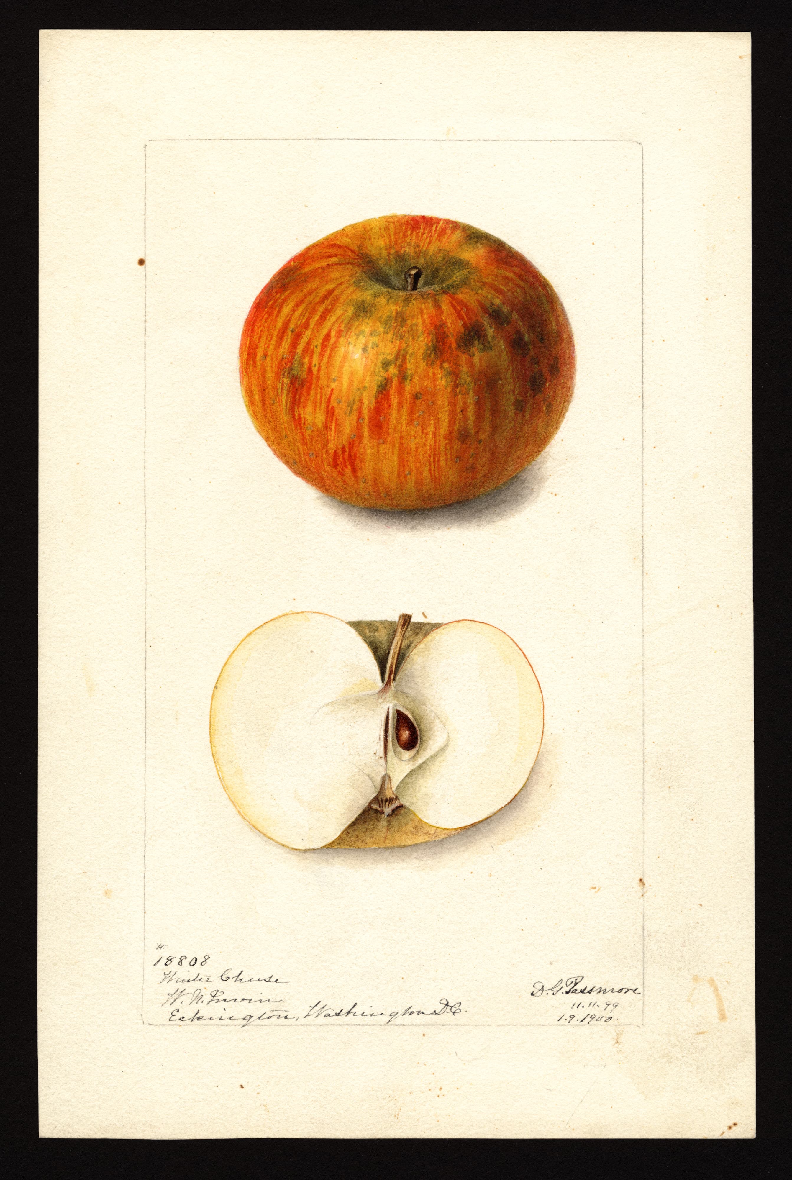 Malus domestica: Winter Cheese