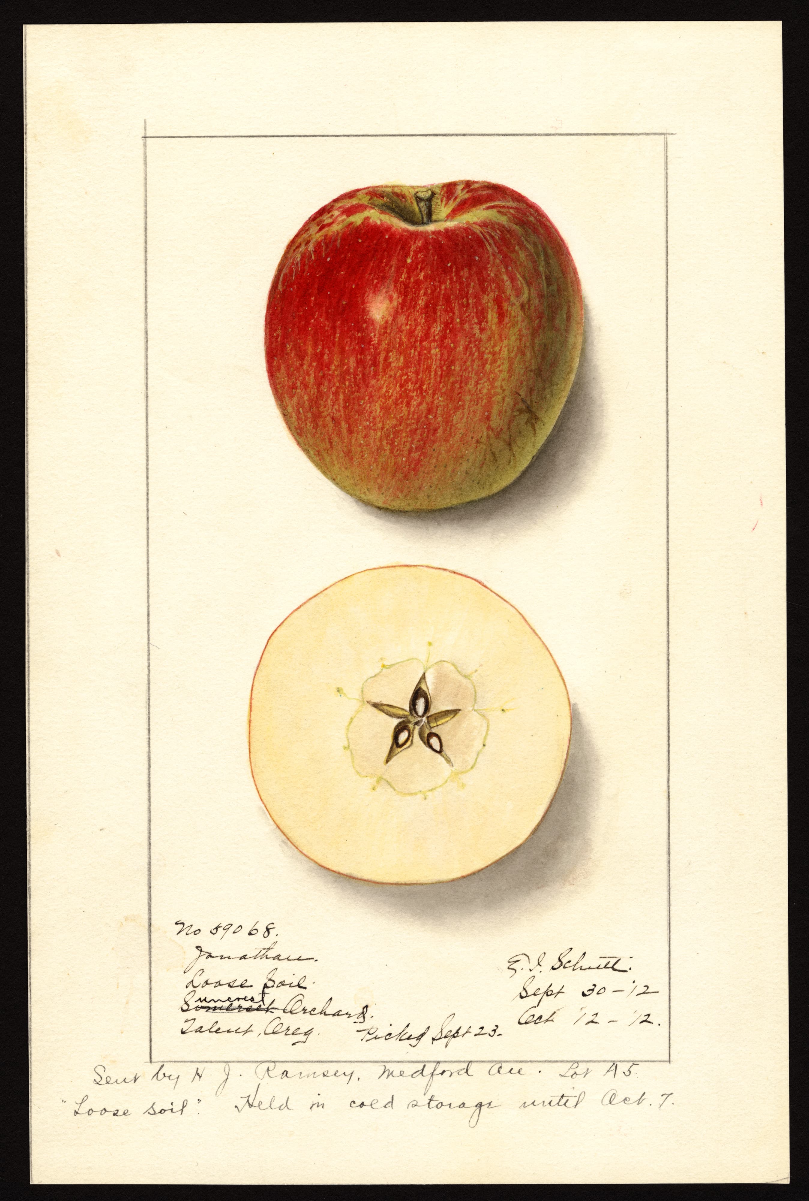 Malus domestica: Jonathan