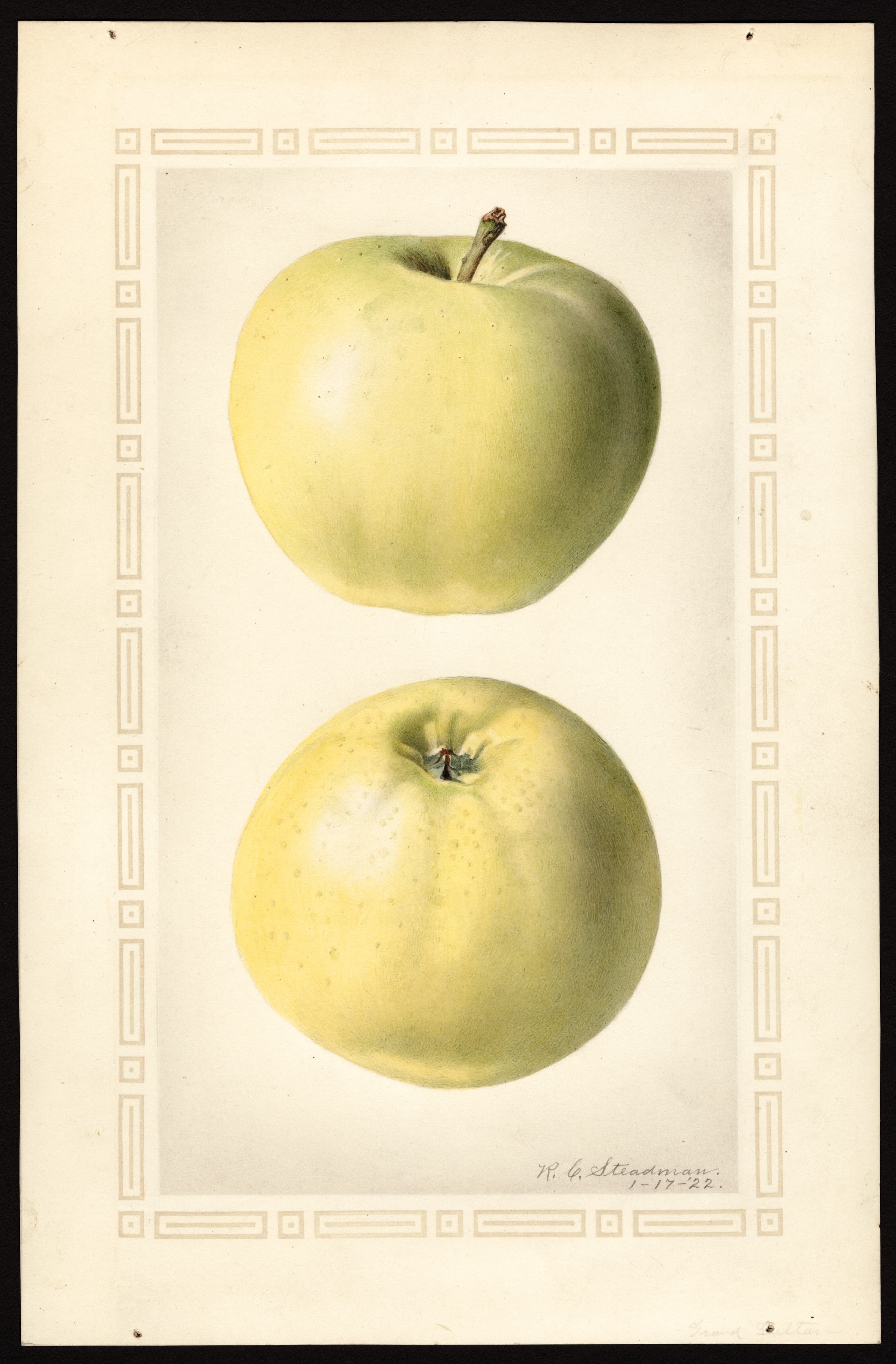 Malus domestica: Grand Sultan
