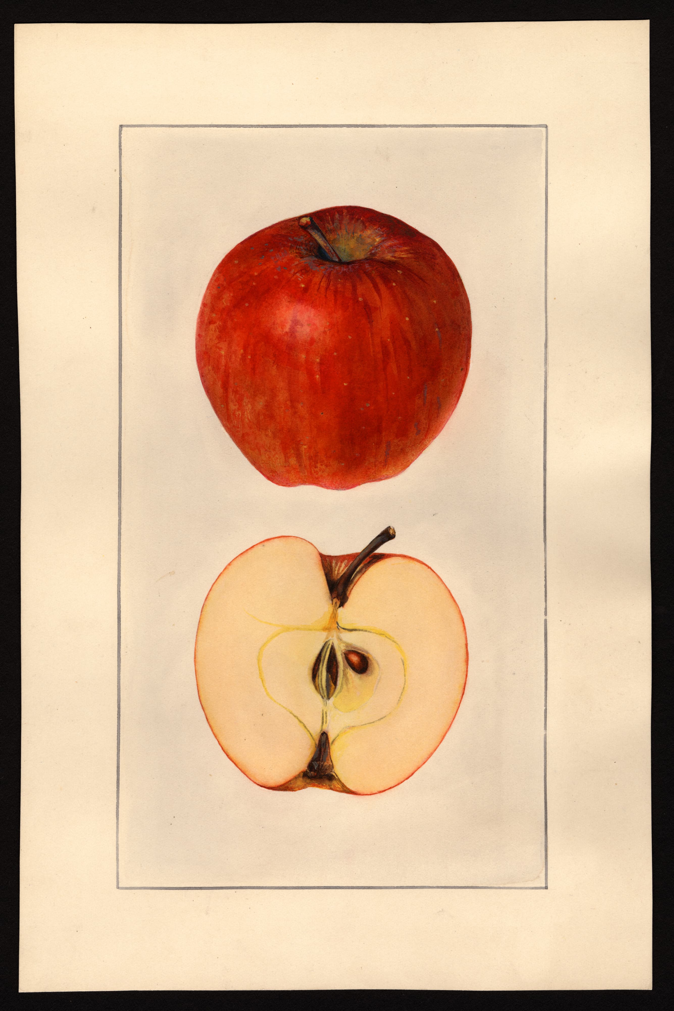 Malus domestica: Delicious
