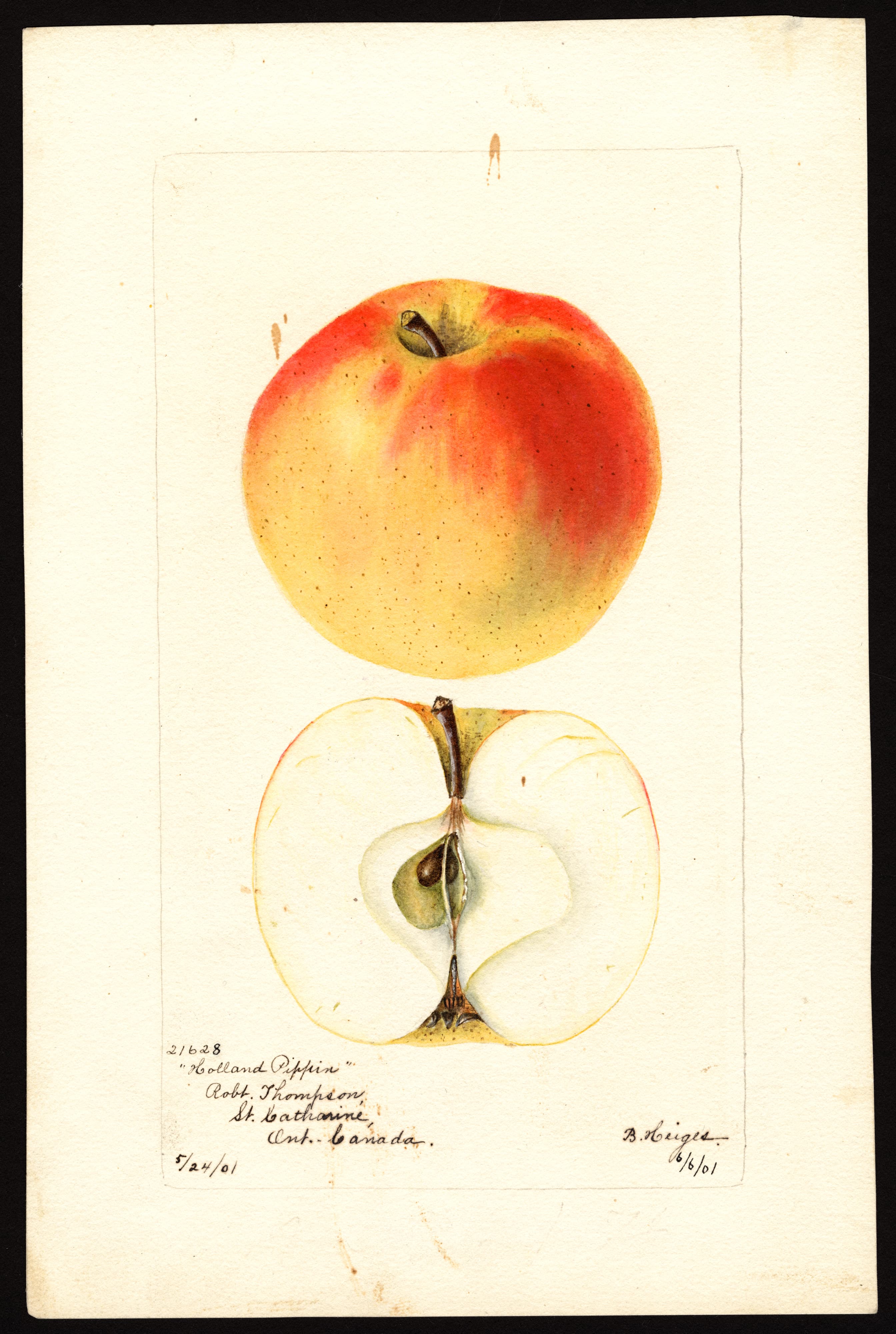 Malus domestica: Holland Pippin