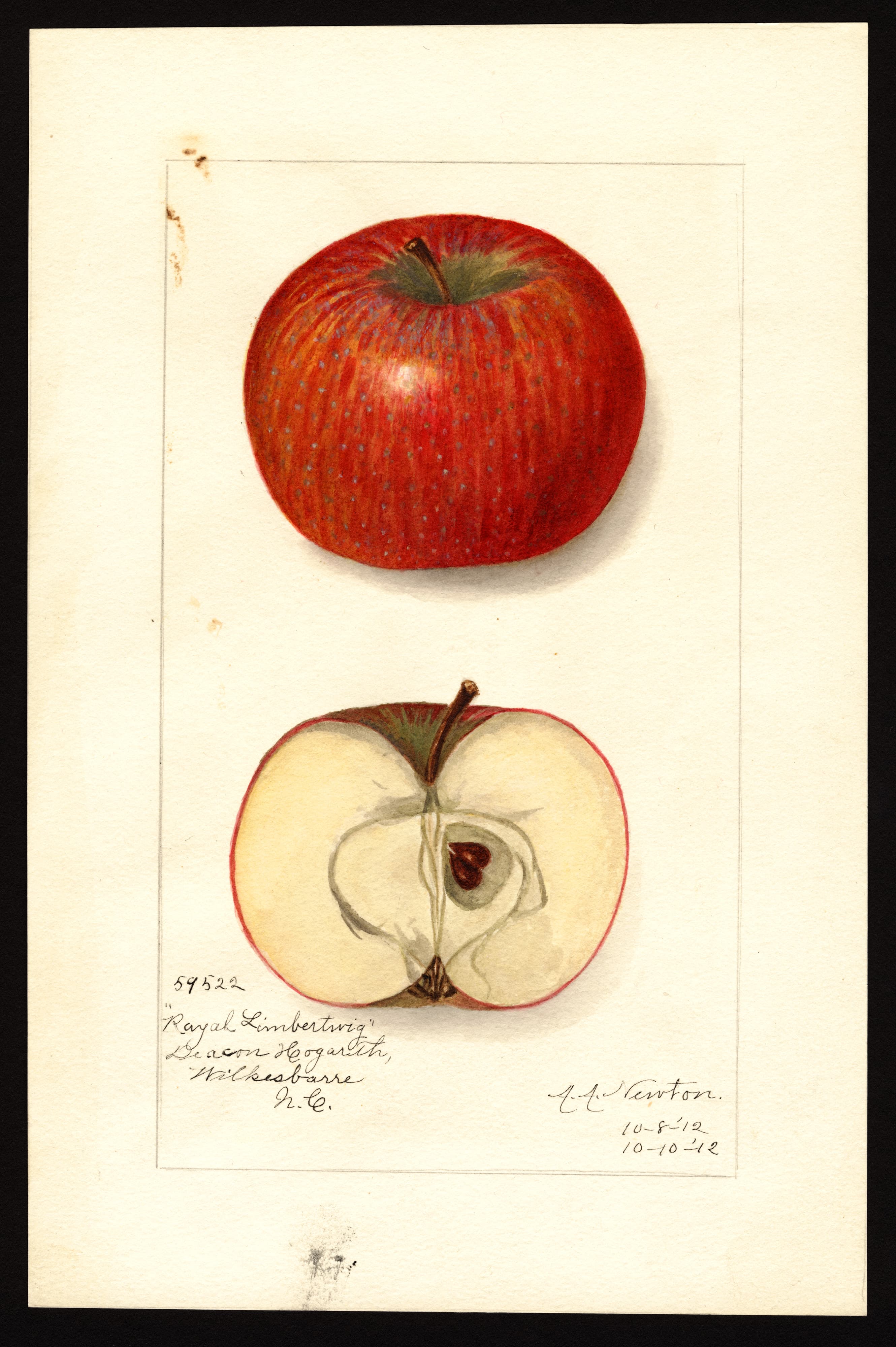 Malus domestica: Royal Limbertwig