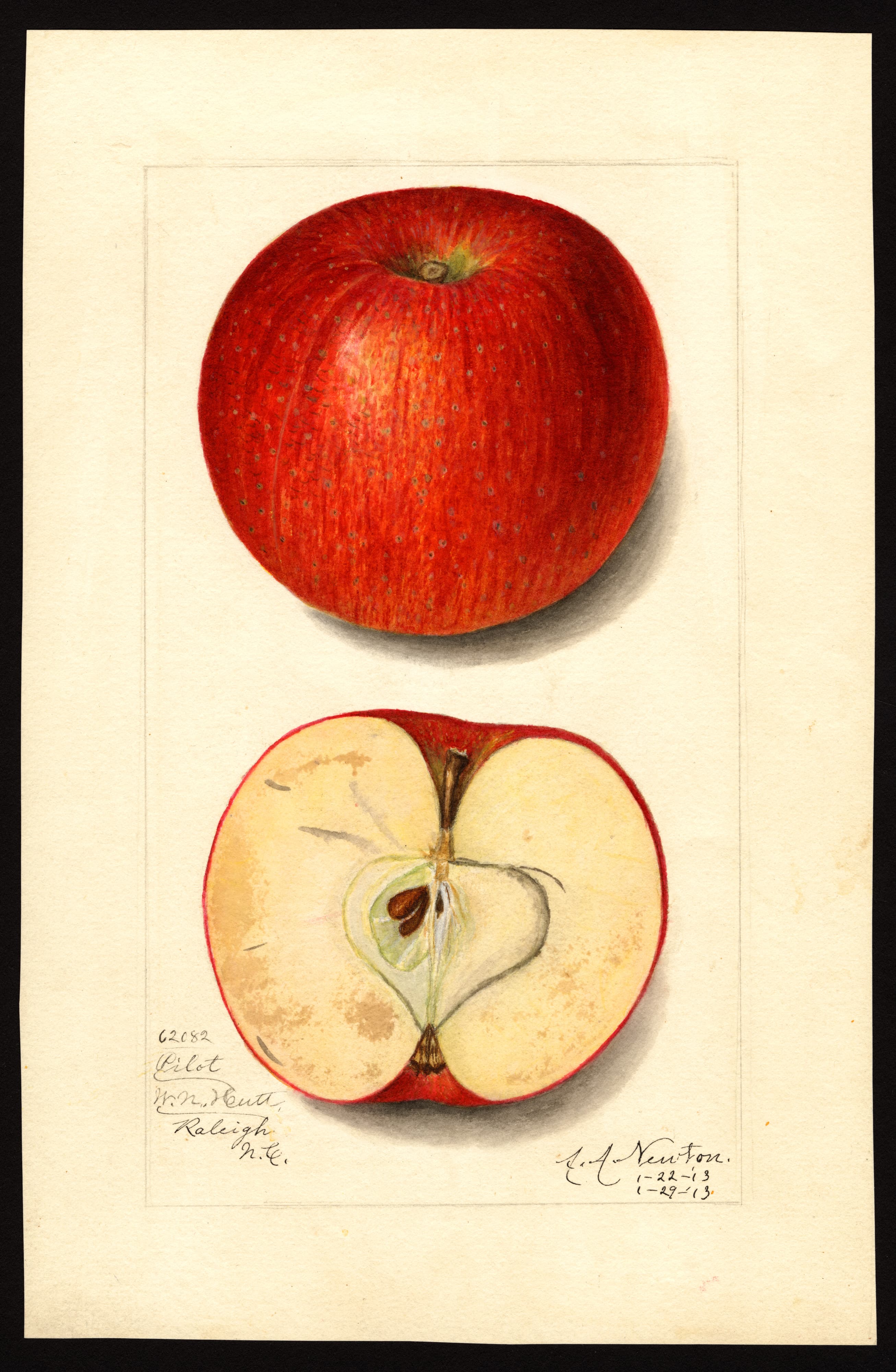 Malus domestica: Pilot
