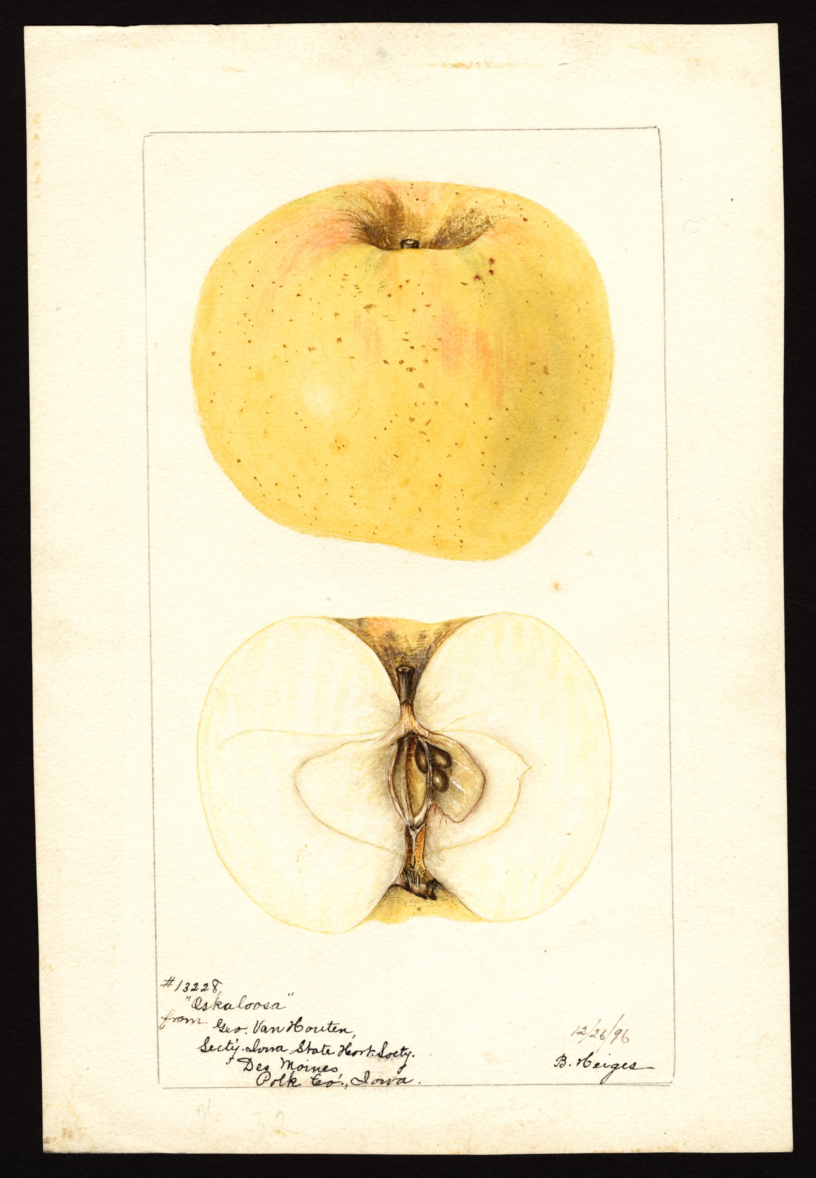 Malus domestica: Oskaloosa