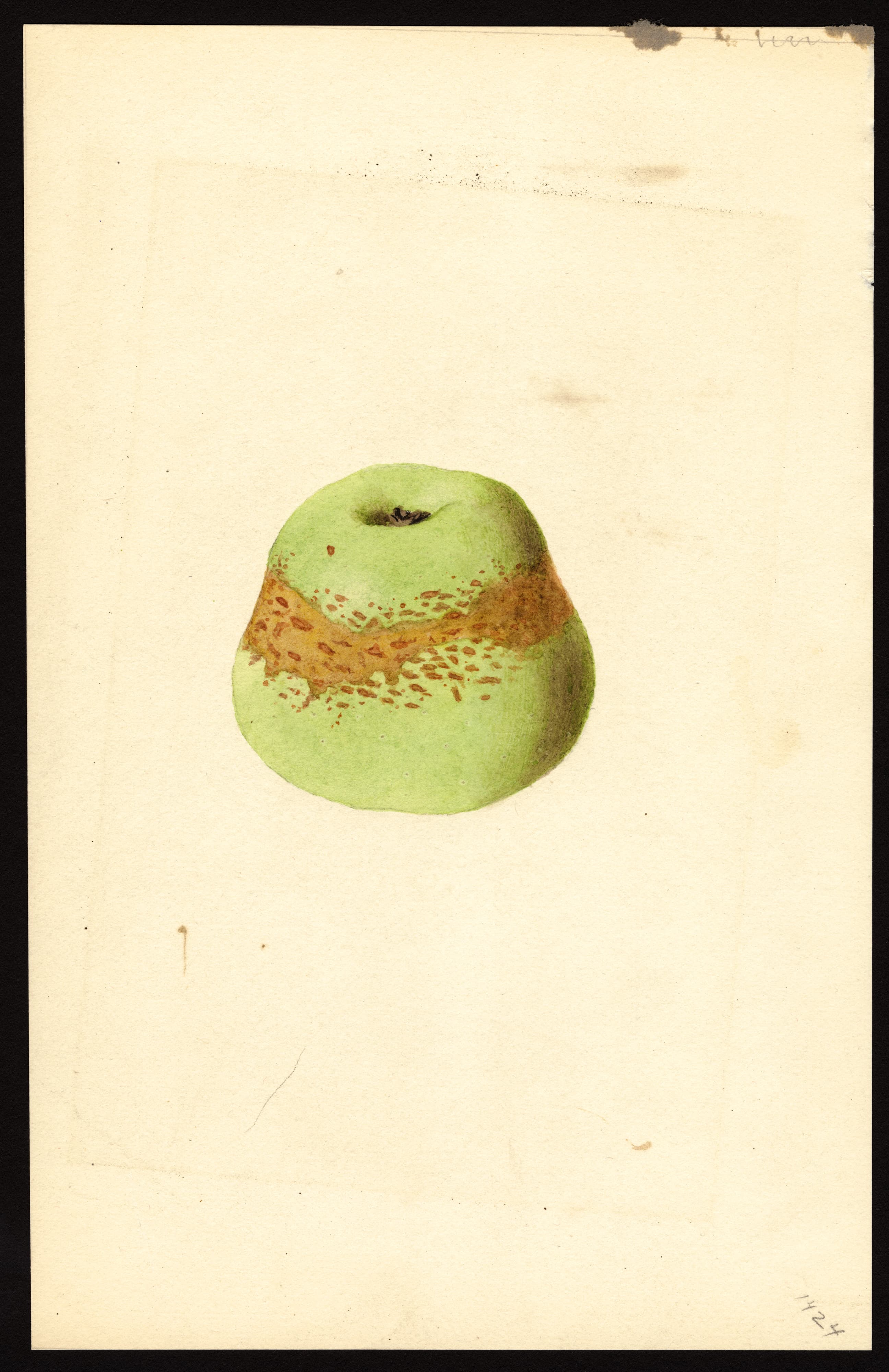 Malus domestica: Astrachan