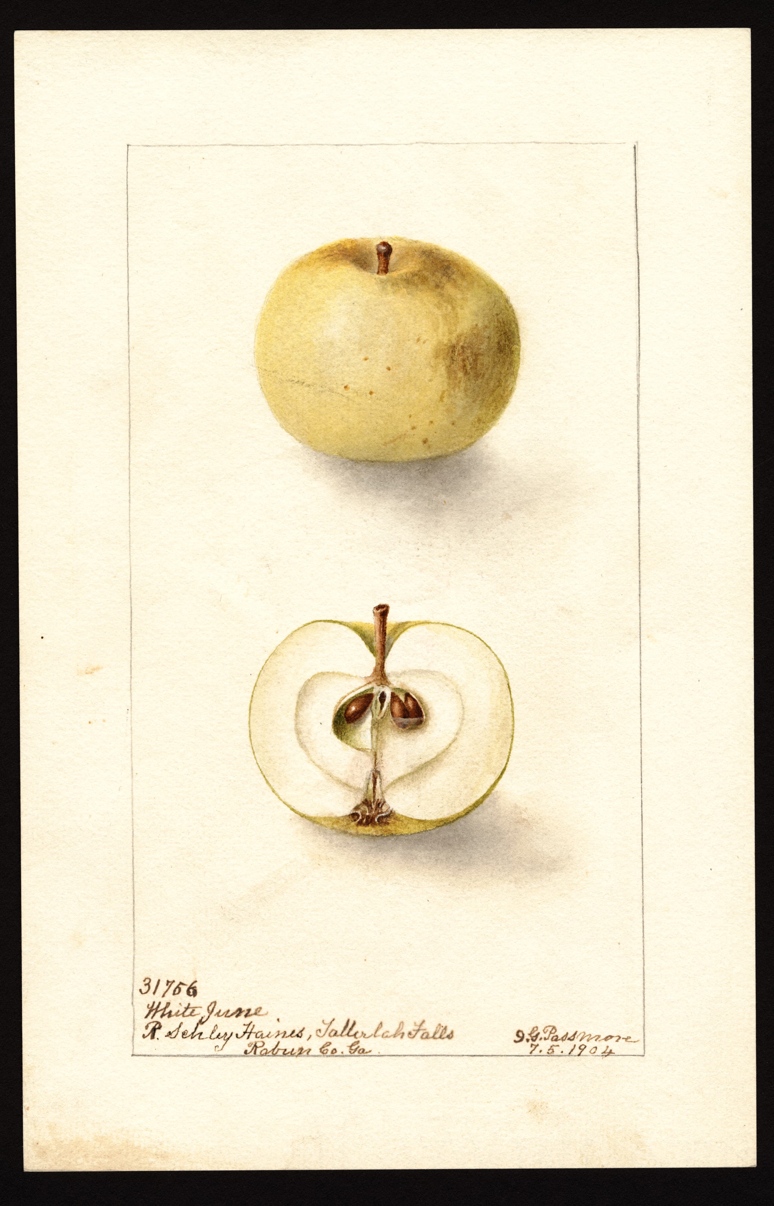Malus domestica: White June