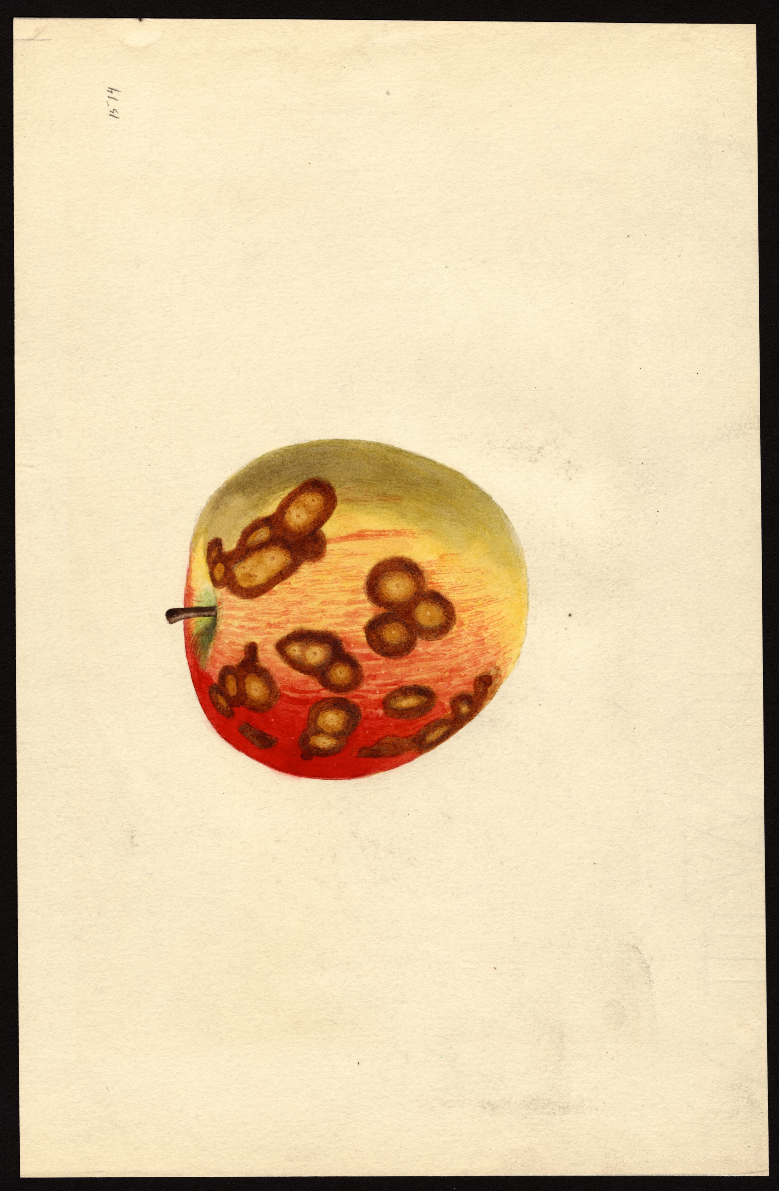 Malus domestica: Rome