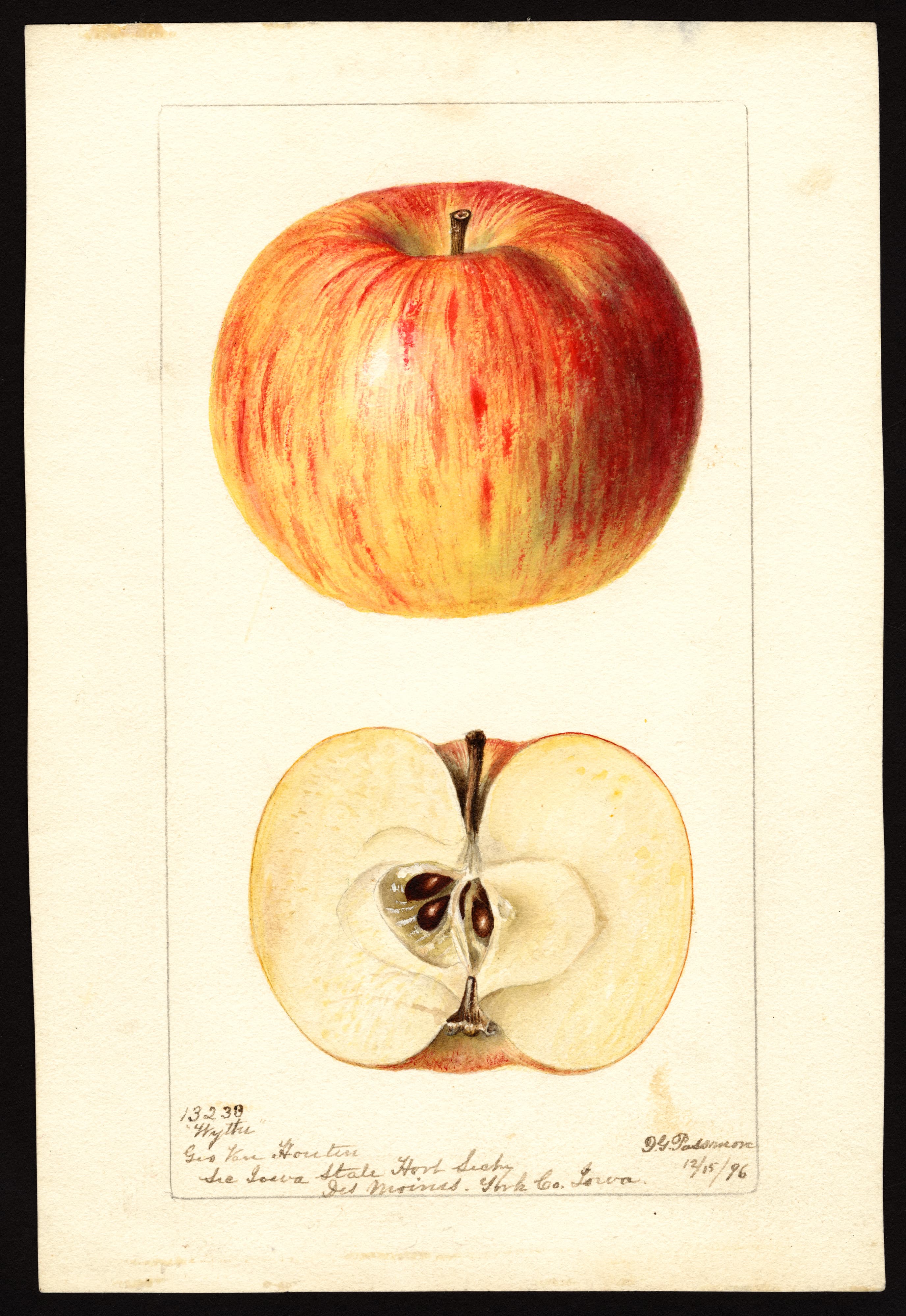 Malus domestica: Wythe