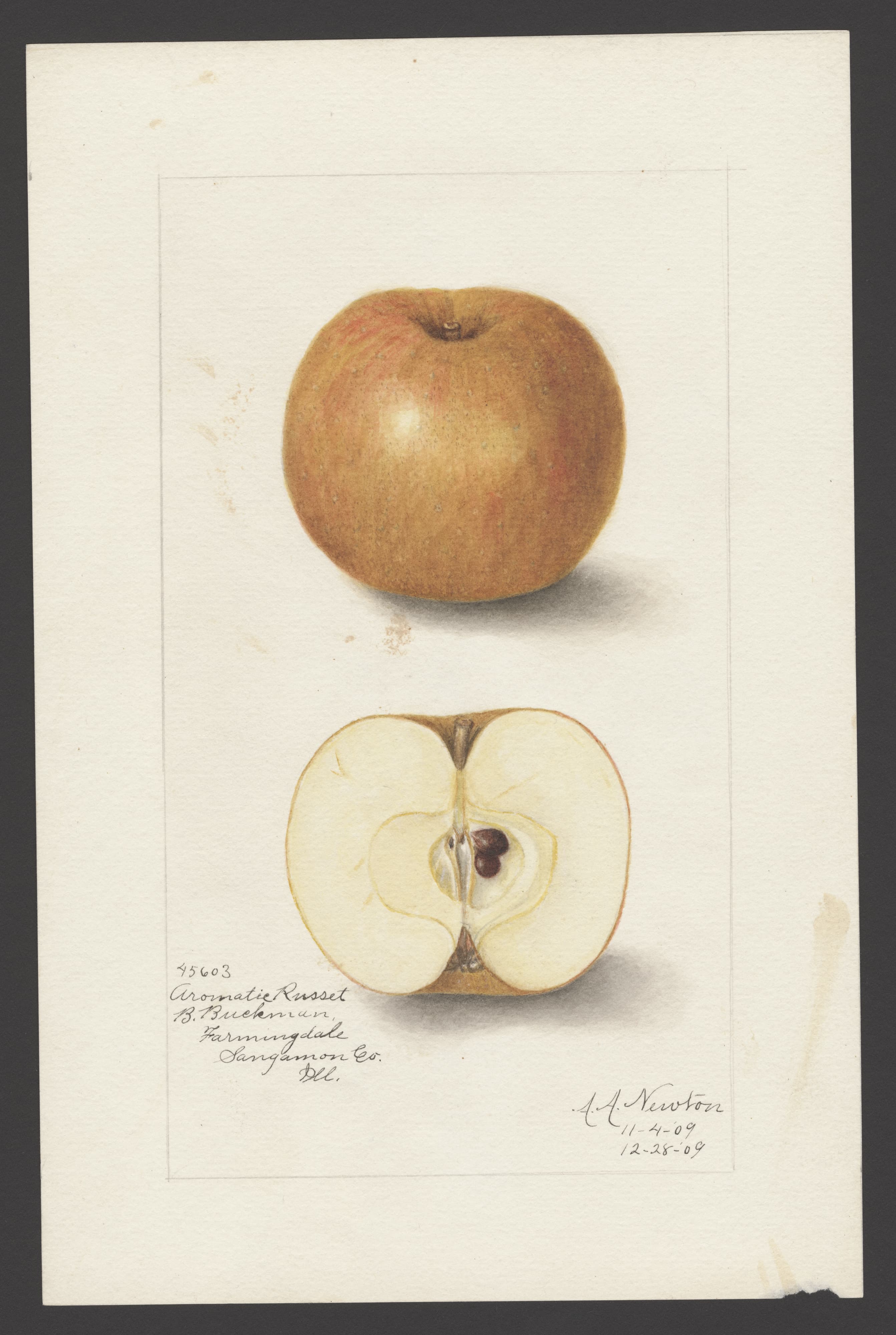Malus domestica: Aromatic Russet