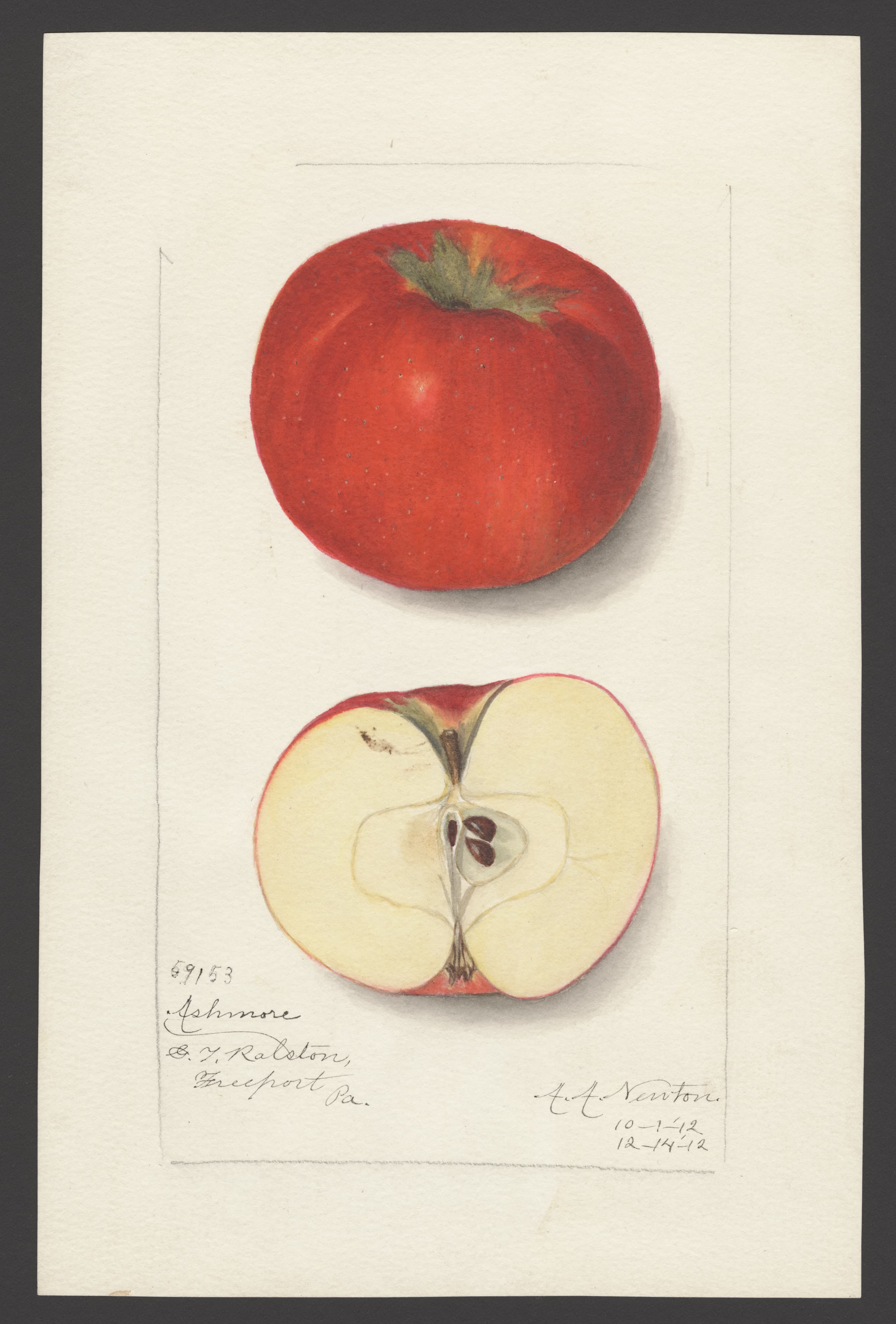 Malus domestica: Ashmore