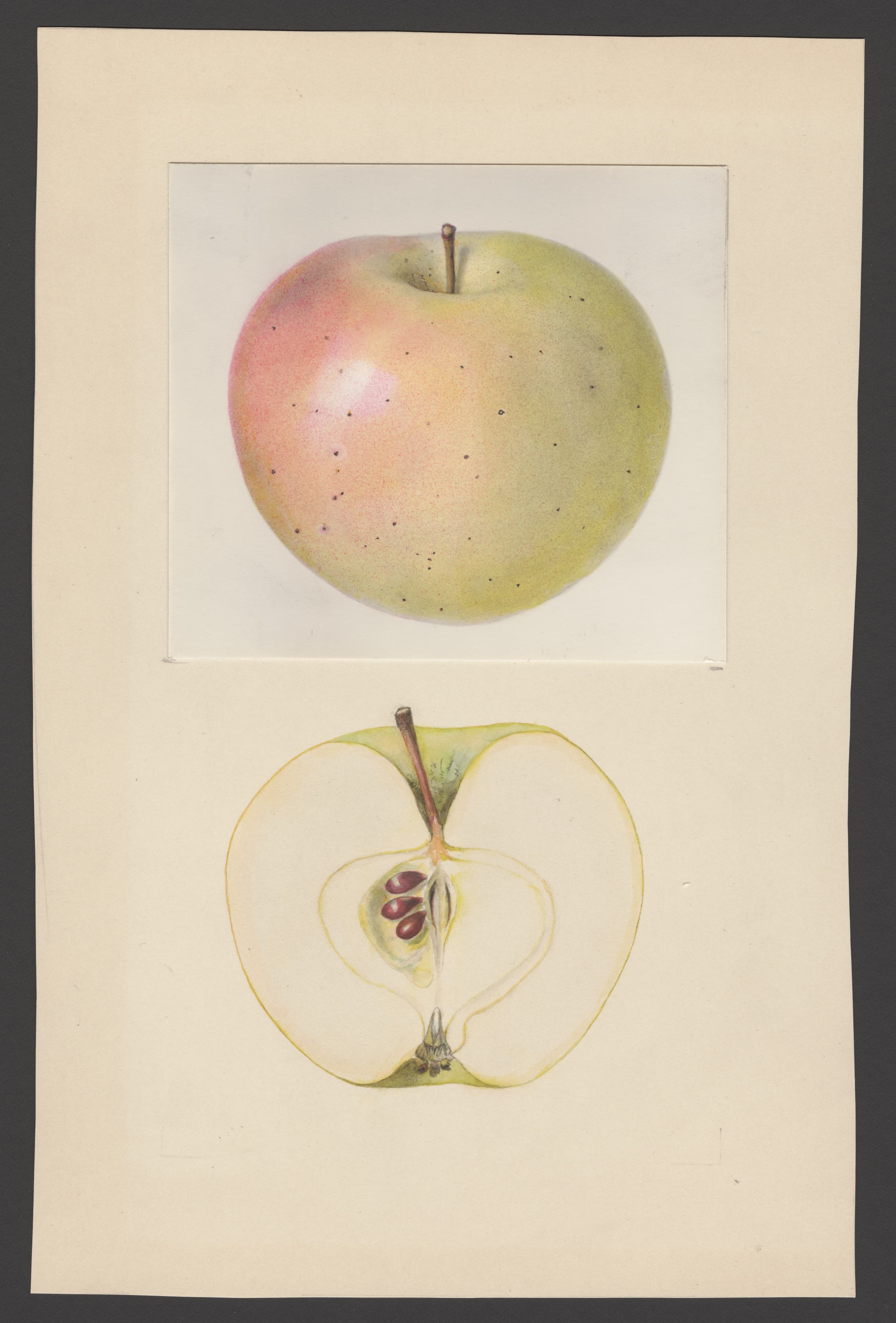 Malus domestica: August Sweet
