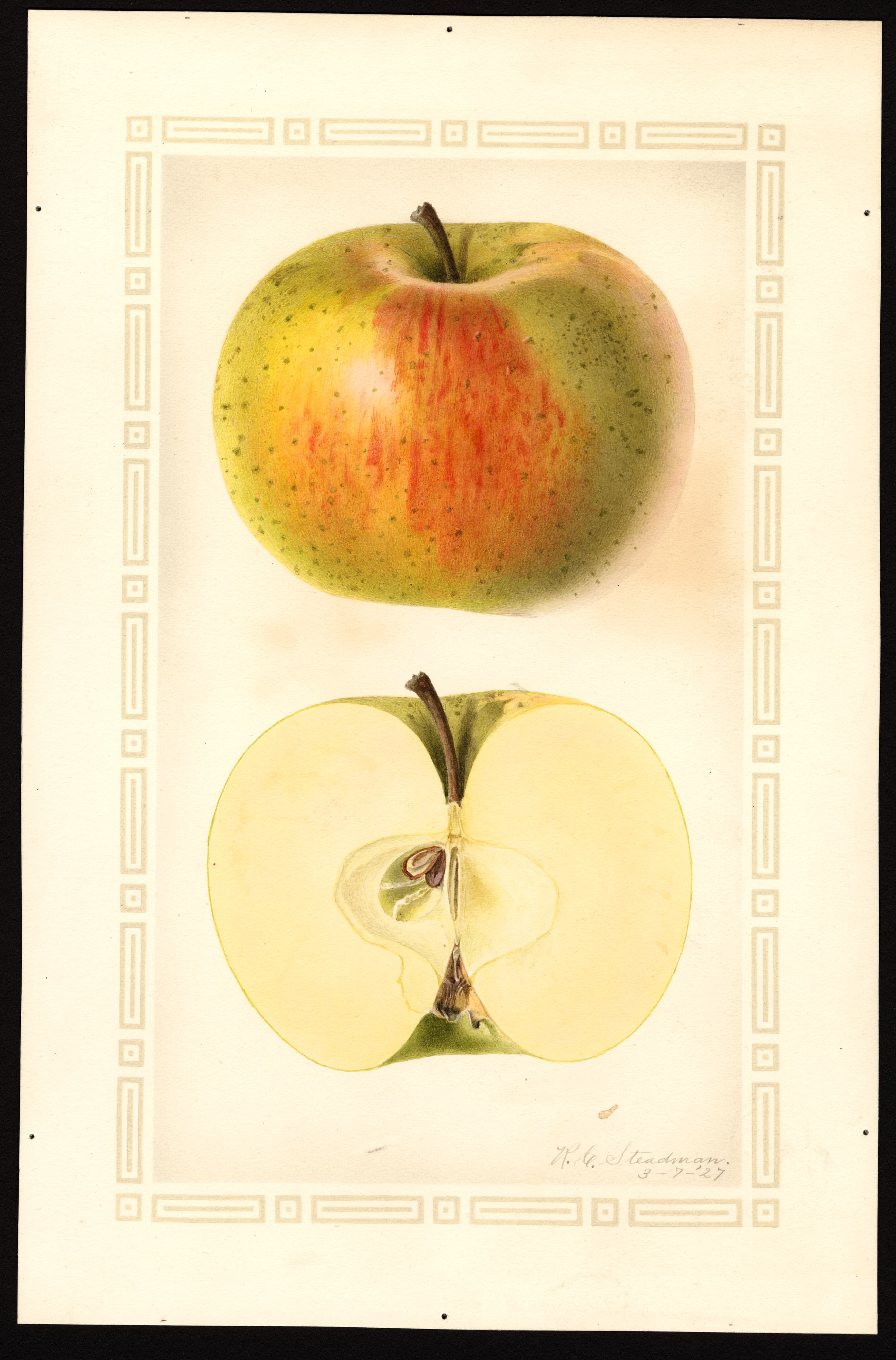 Malus domestica: Adams