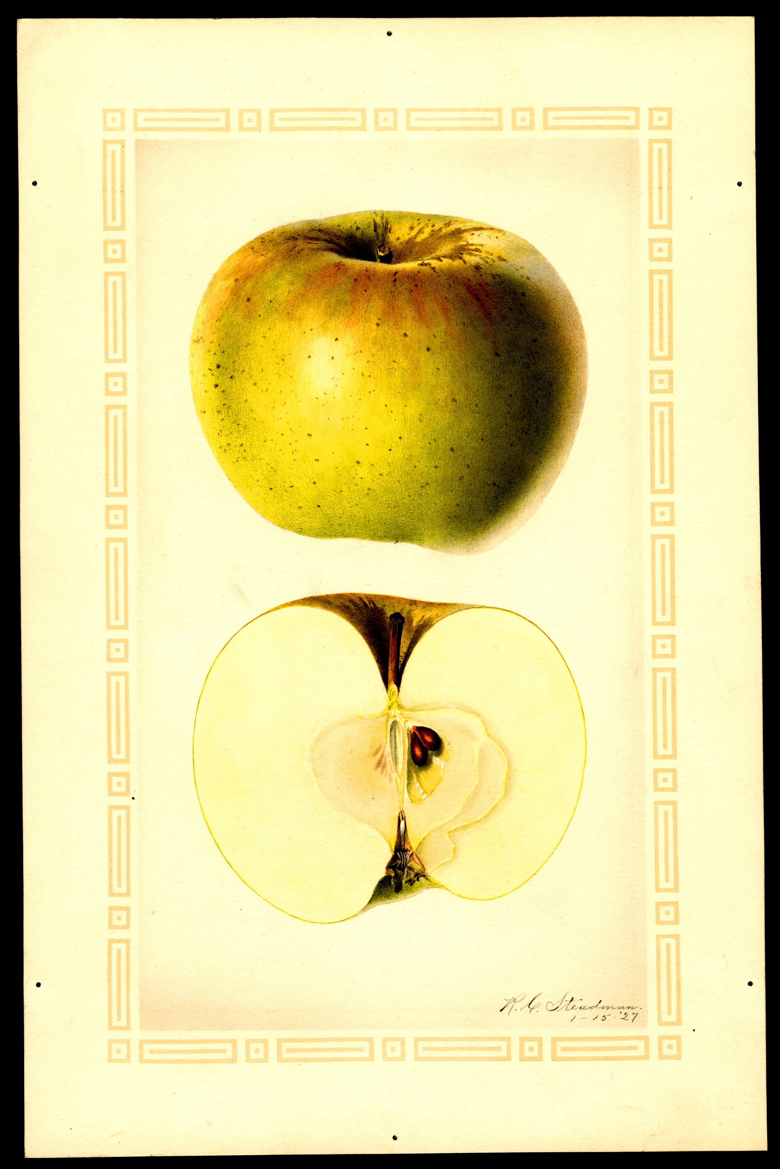 Malus domestica: Baker