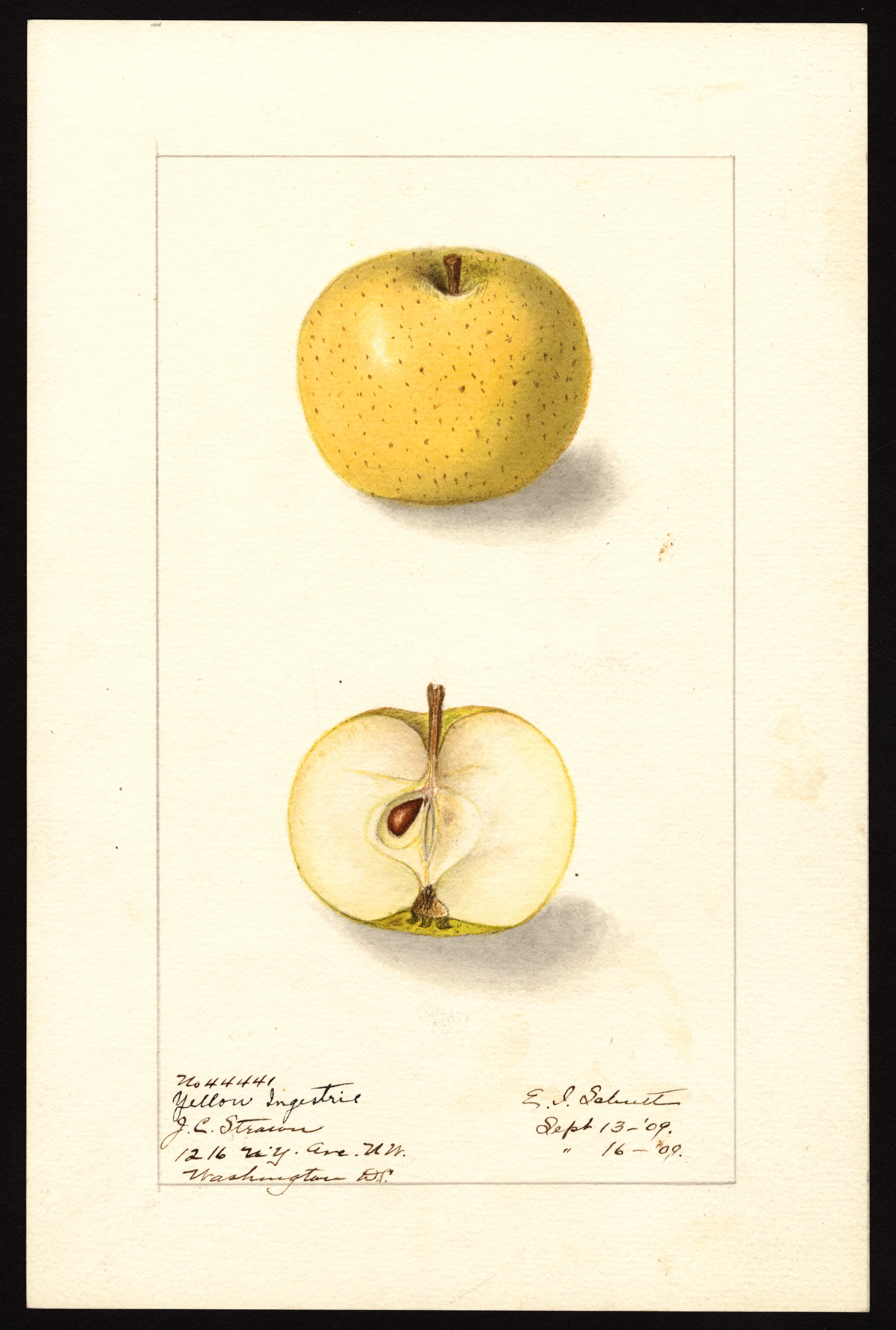 Malus domestica: Yellow Ingestrie