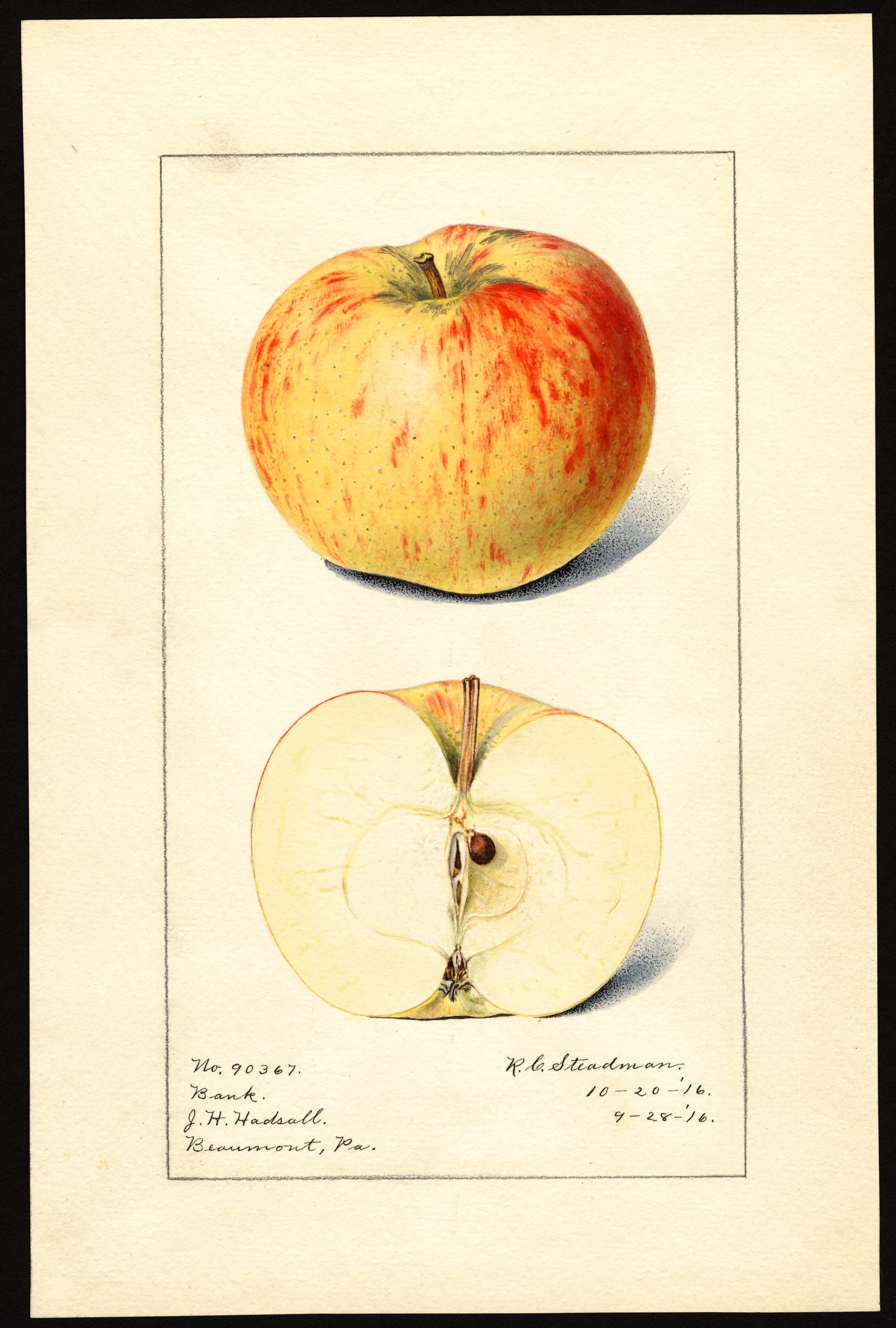 Malus domestica: Bank