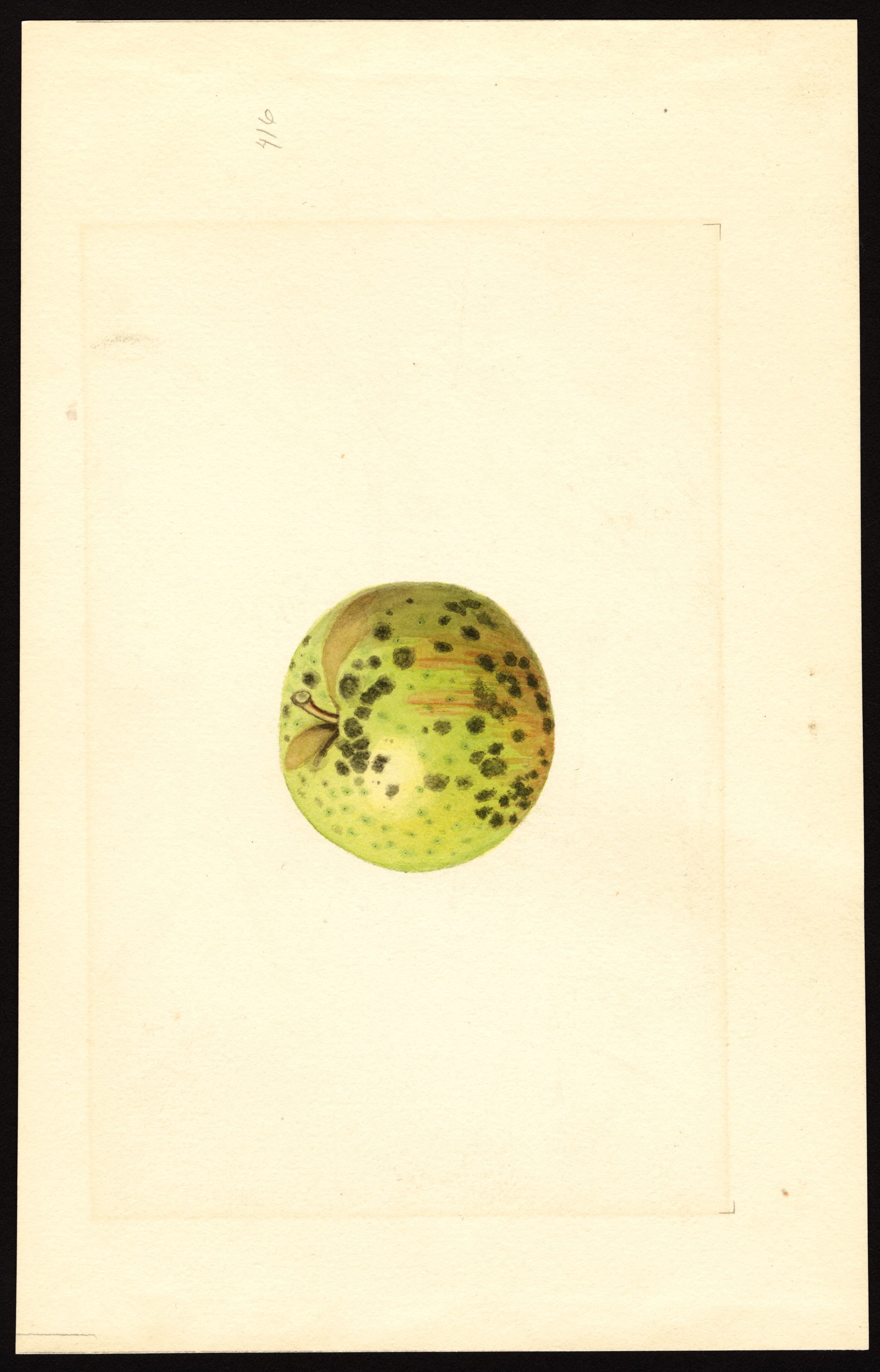 Malus domestica: Rambo