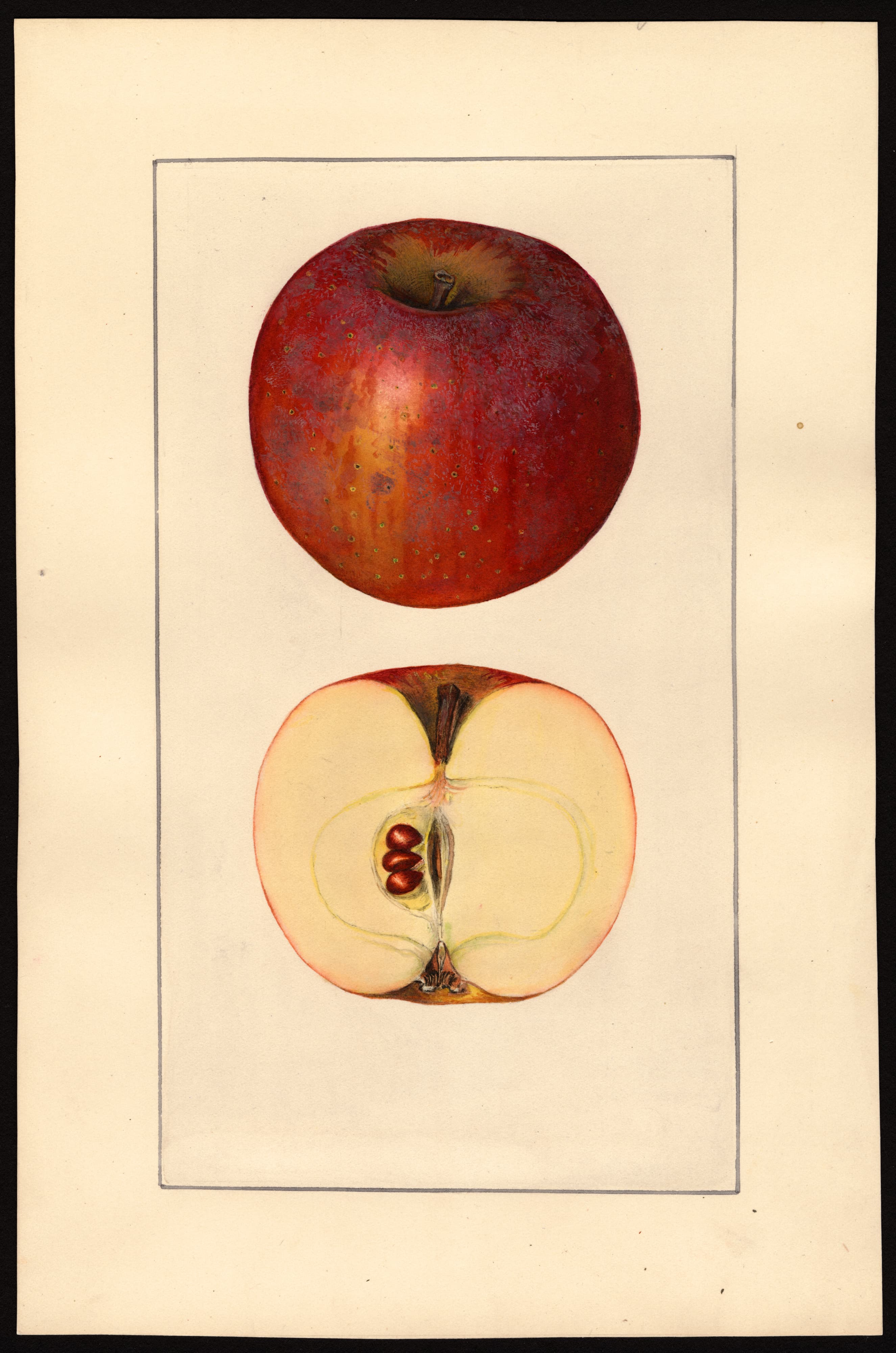 Malus domestica: Baltimore