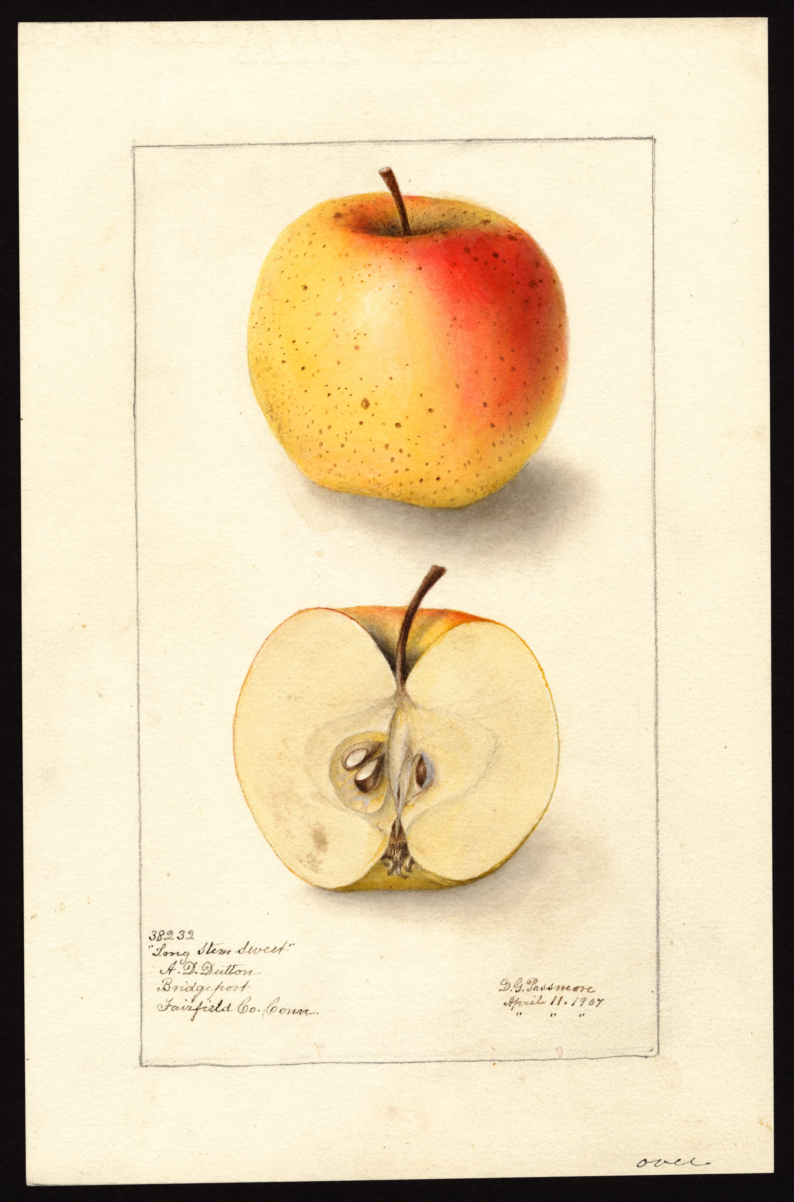 Malus domestica: Long Stem Sweet