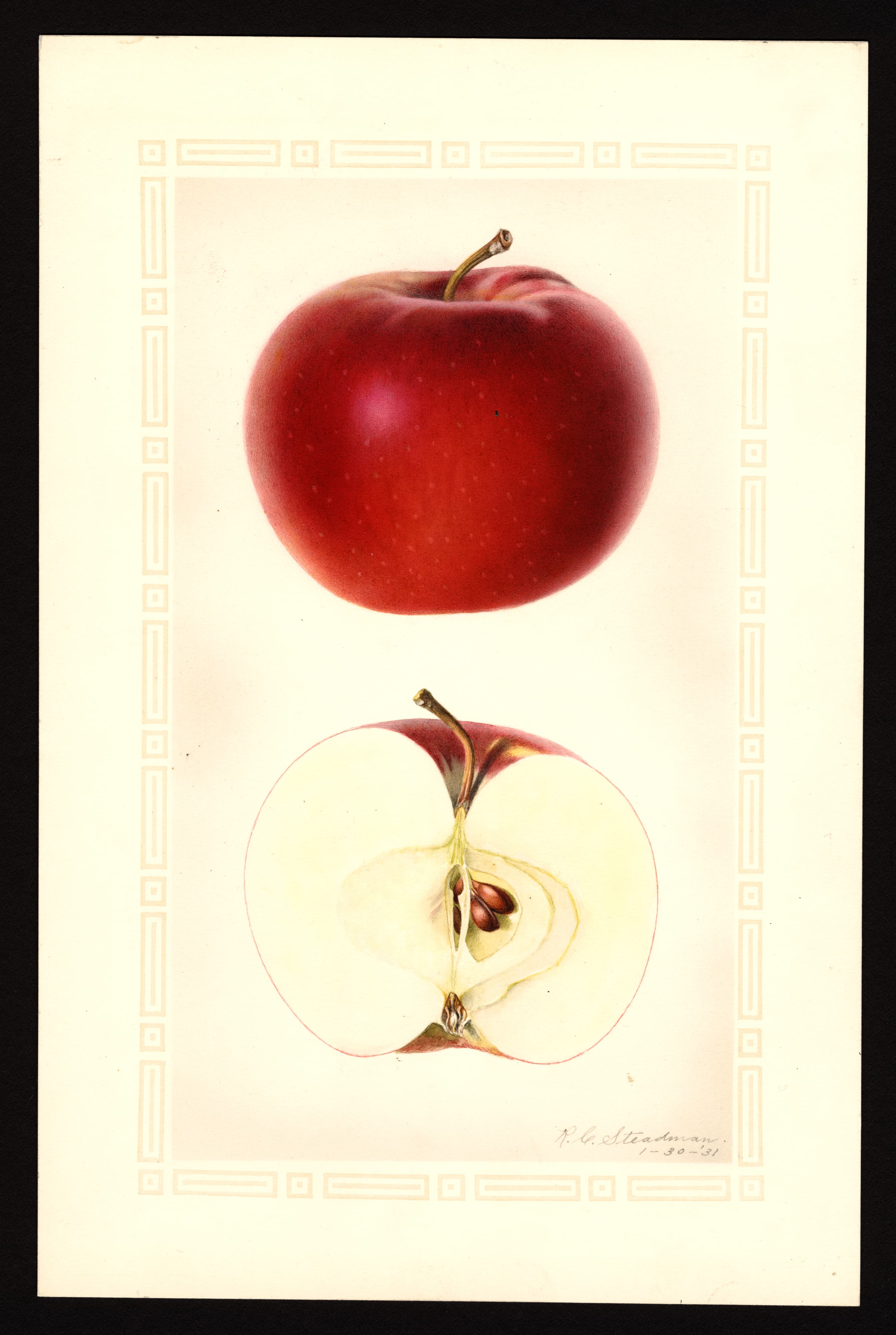 Malus domestica: Black McIntosh