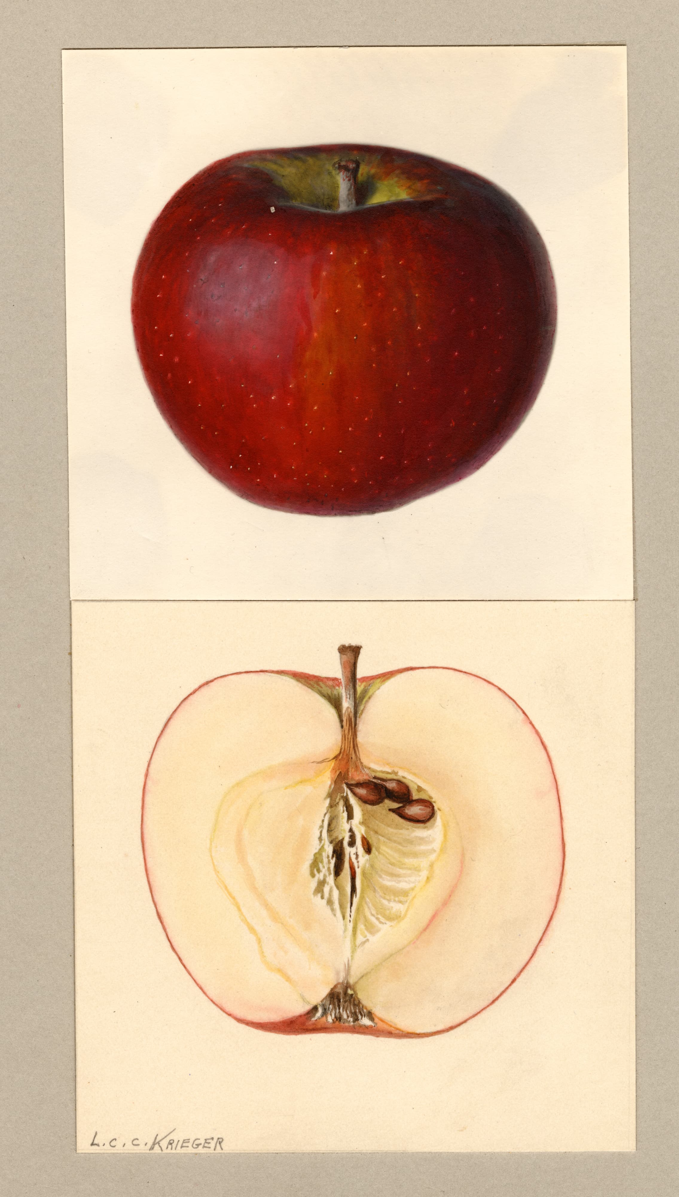 Malus domestica: Carlton