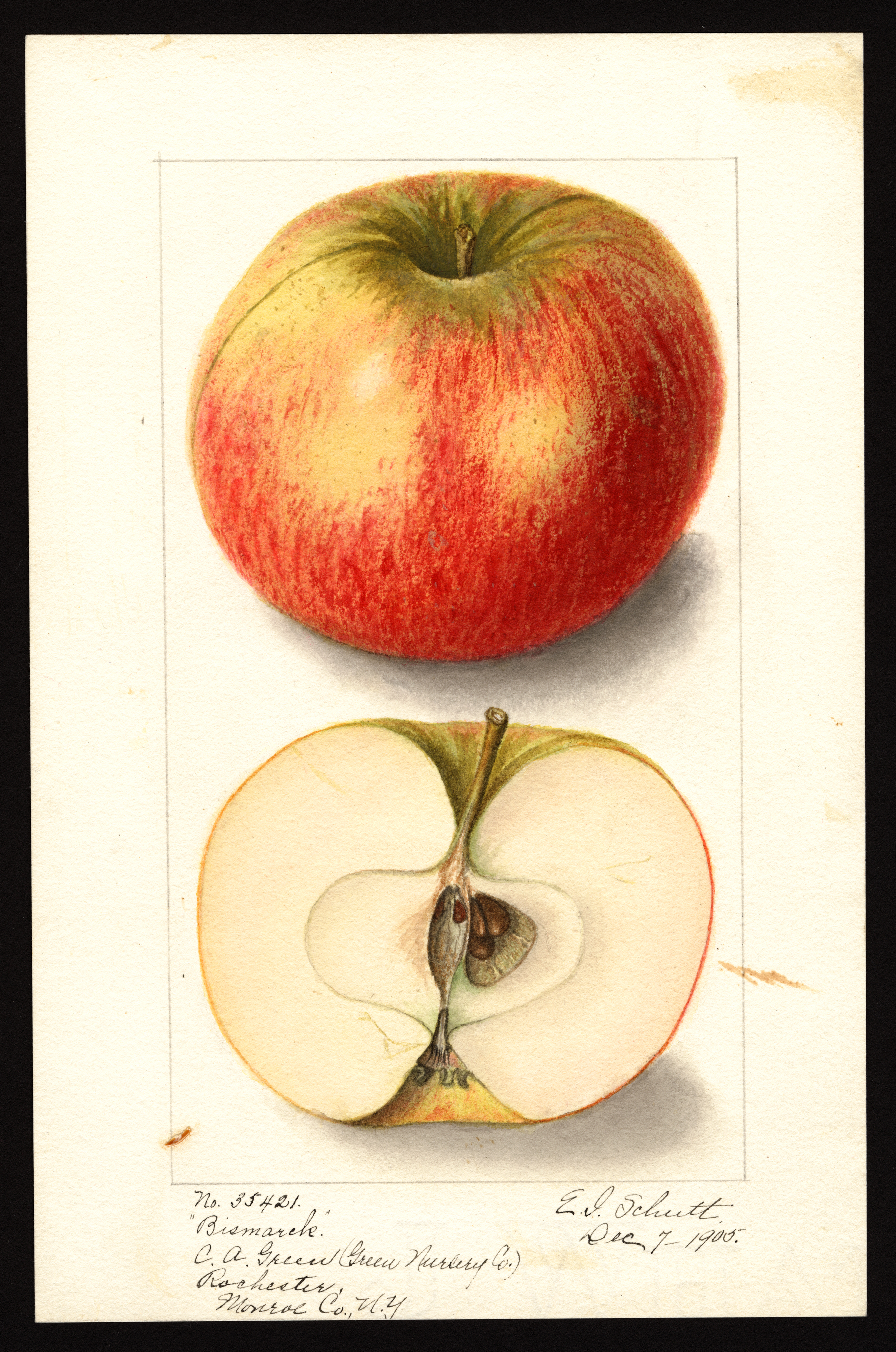 Malus domestica: Bismarck