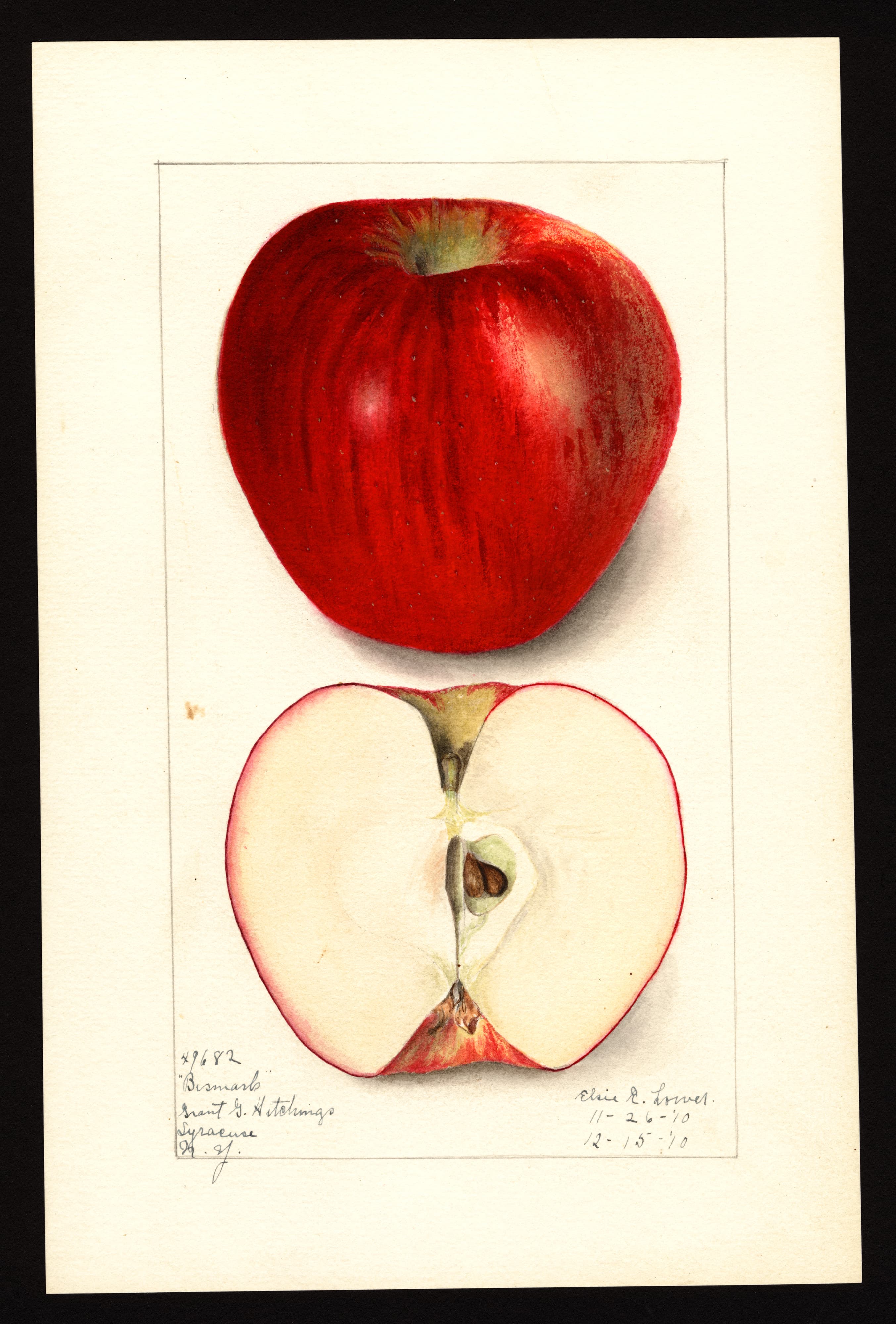 Malus domestica: Bismark