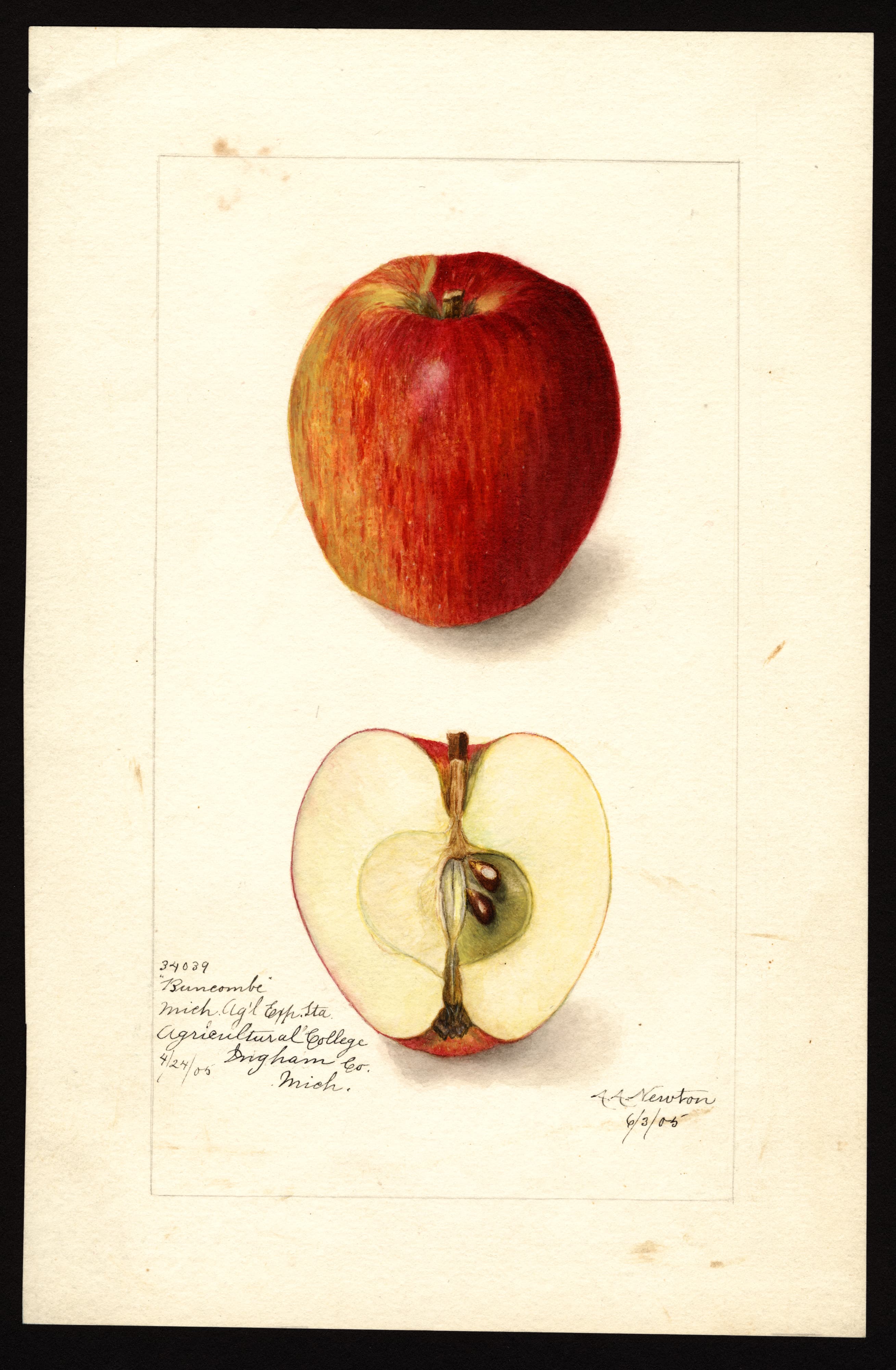 Malus domestica: Buncombe