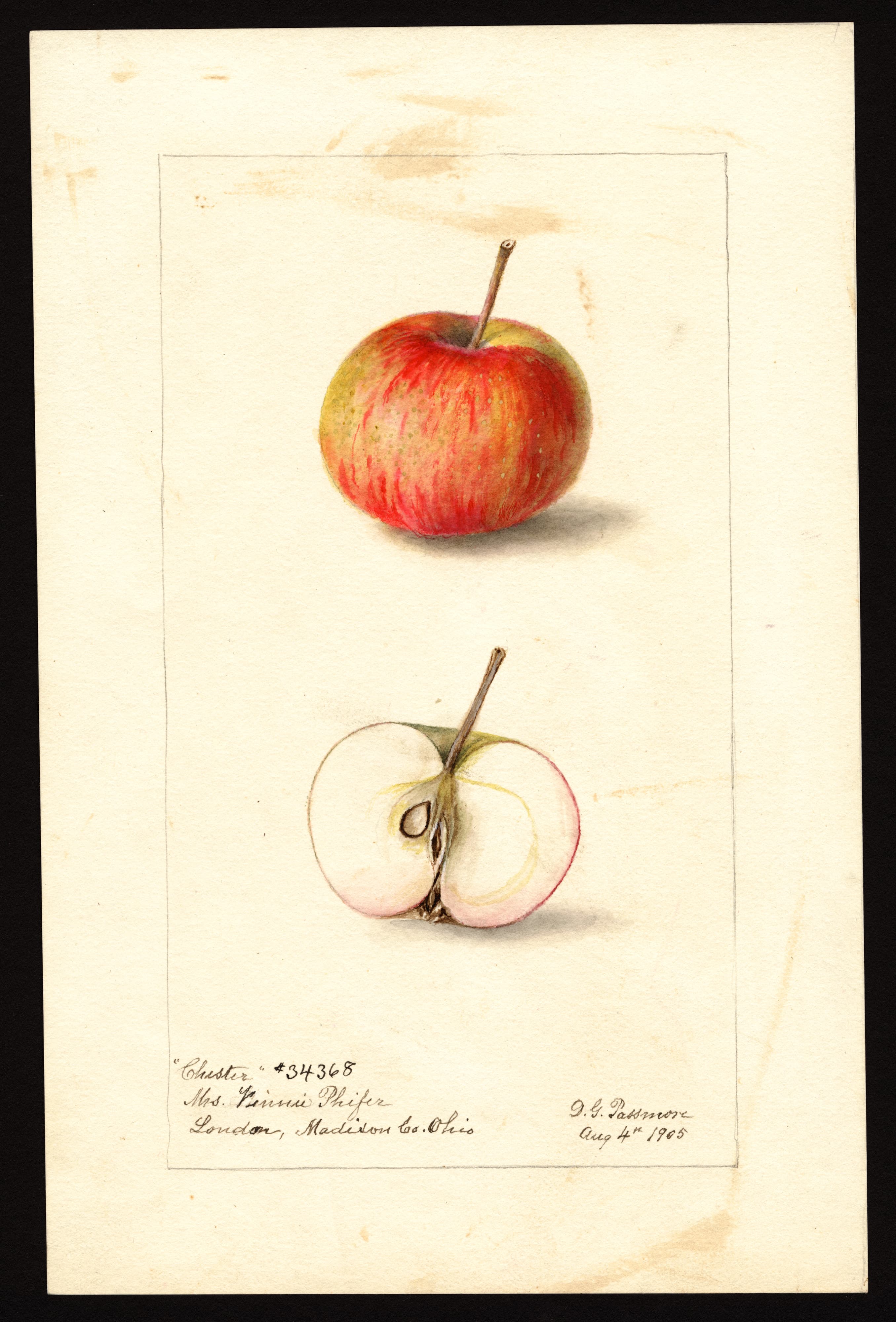 Malus domestica: Chester
