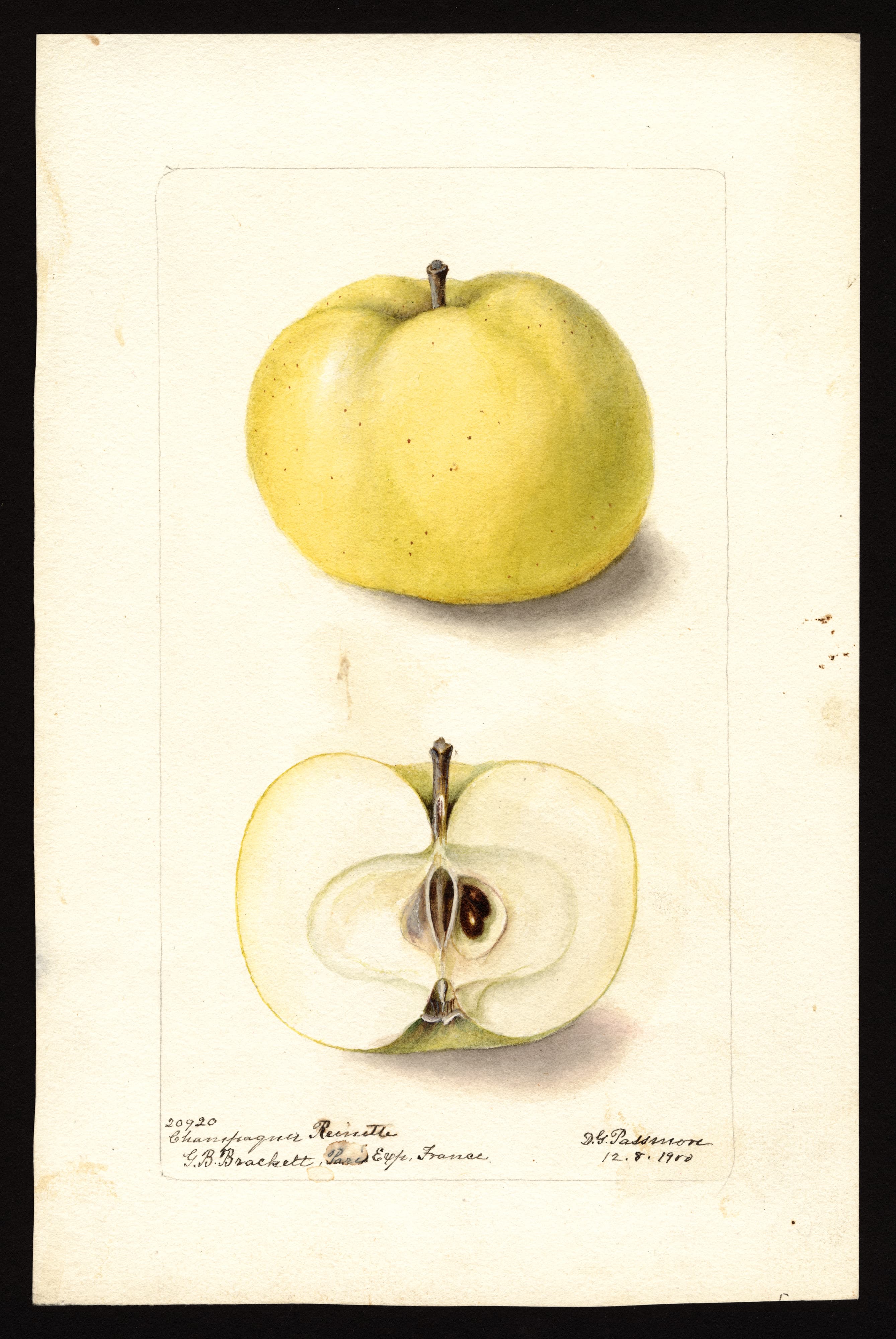 Malus domestica: Champagner Reinette