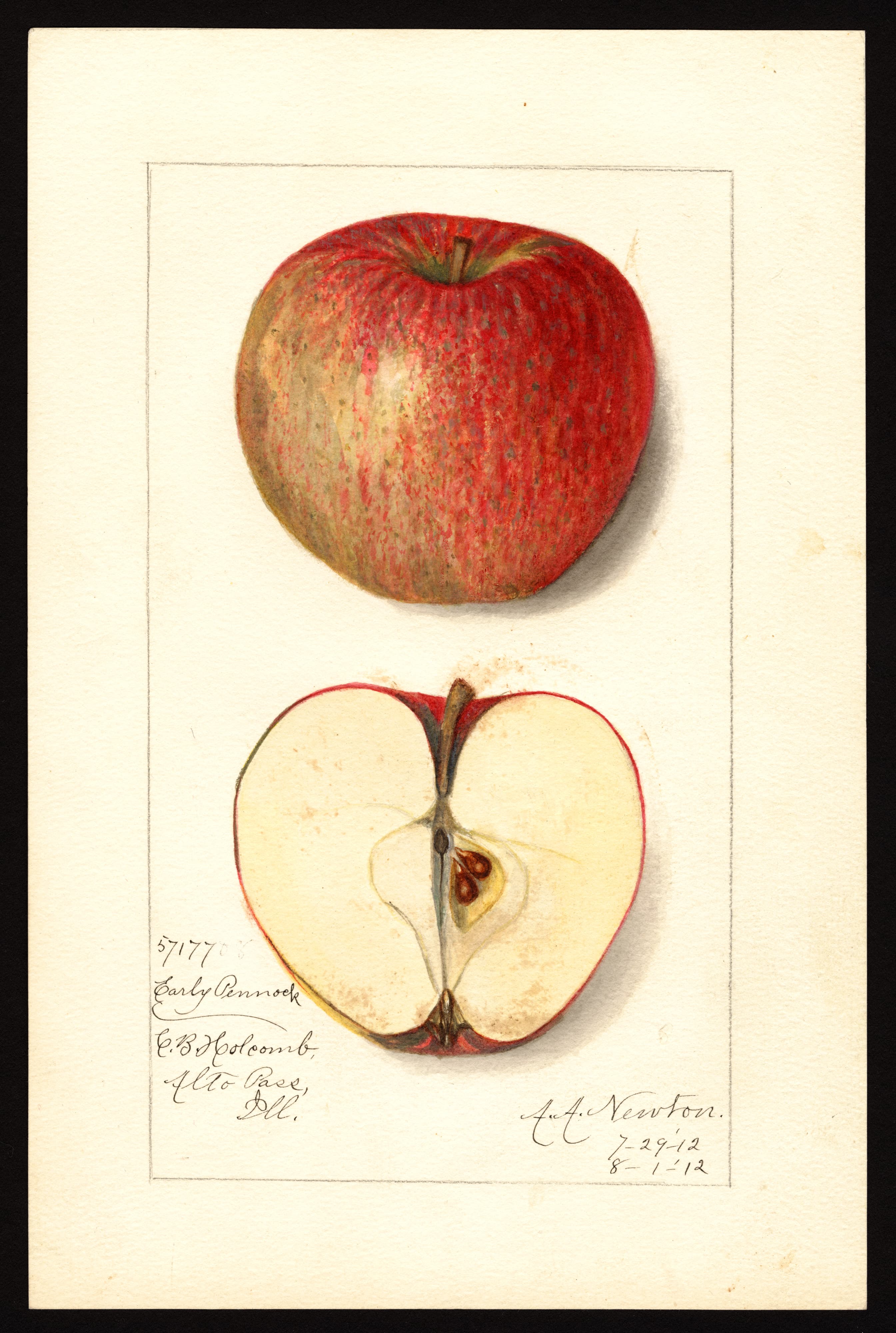 Malus domestica: Early Pennock
