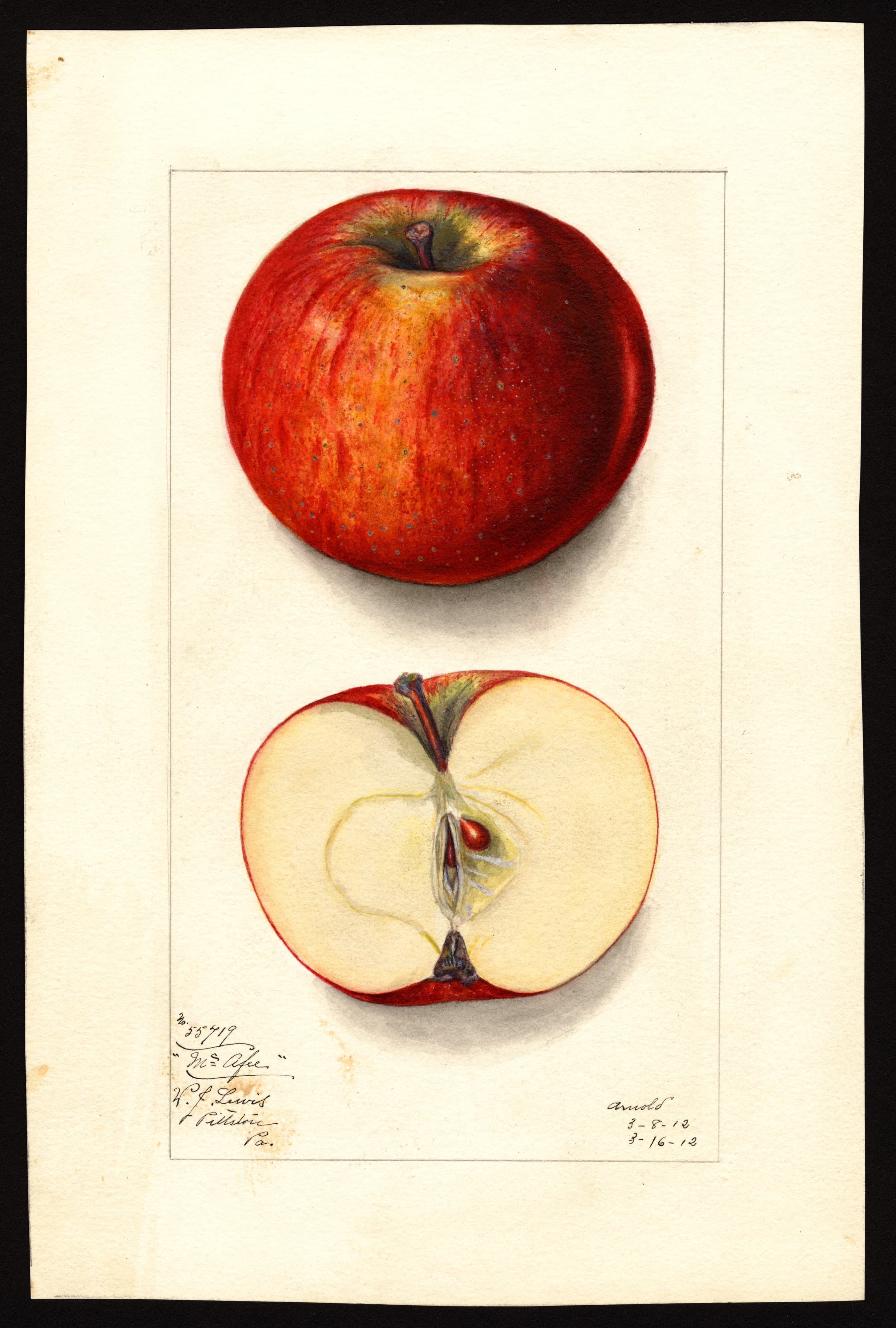 Malus domestica: McAfee