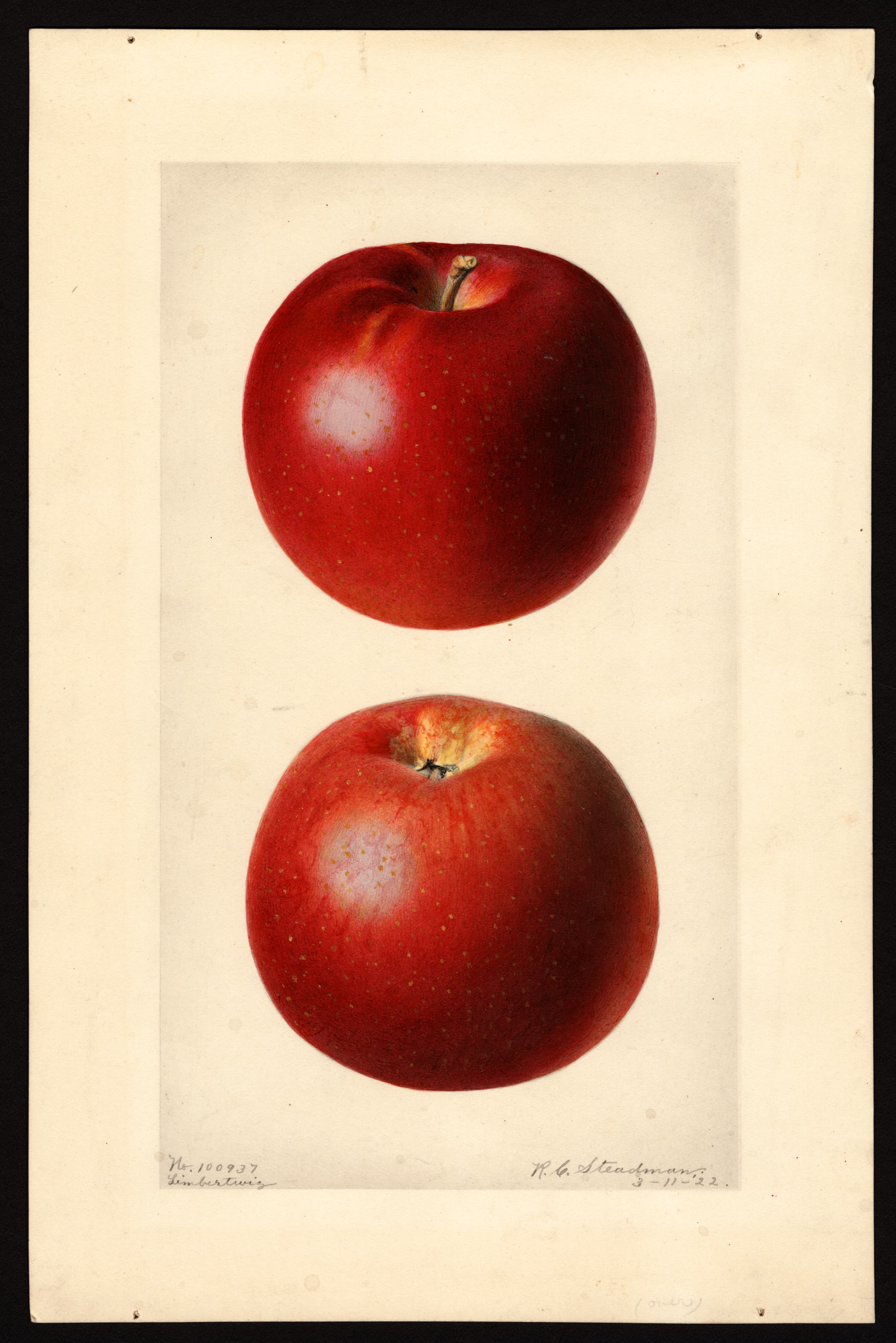Malus domestica: Limbertwig