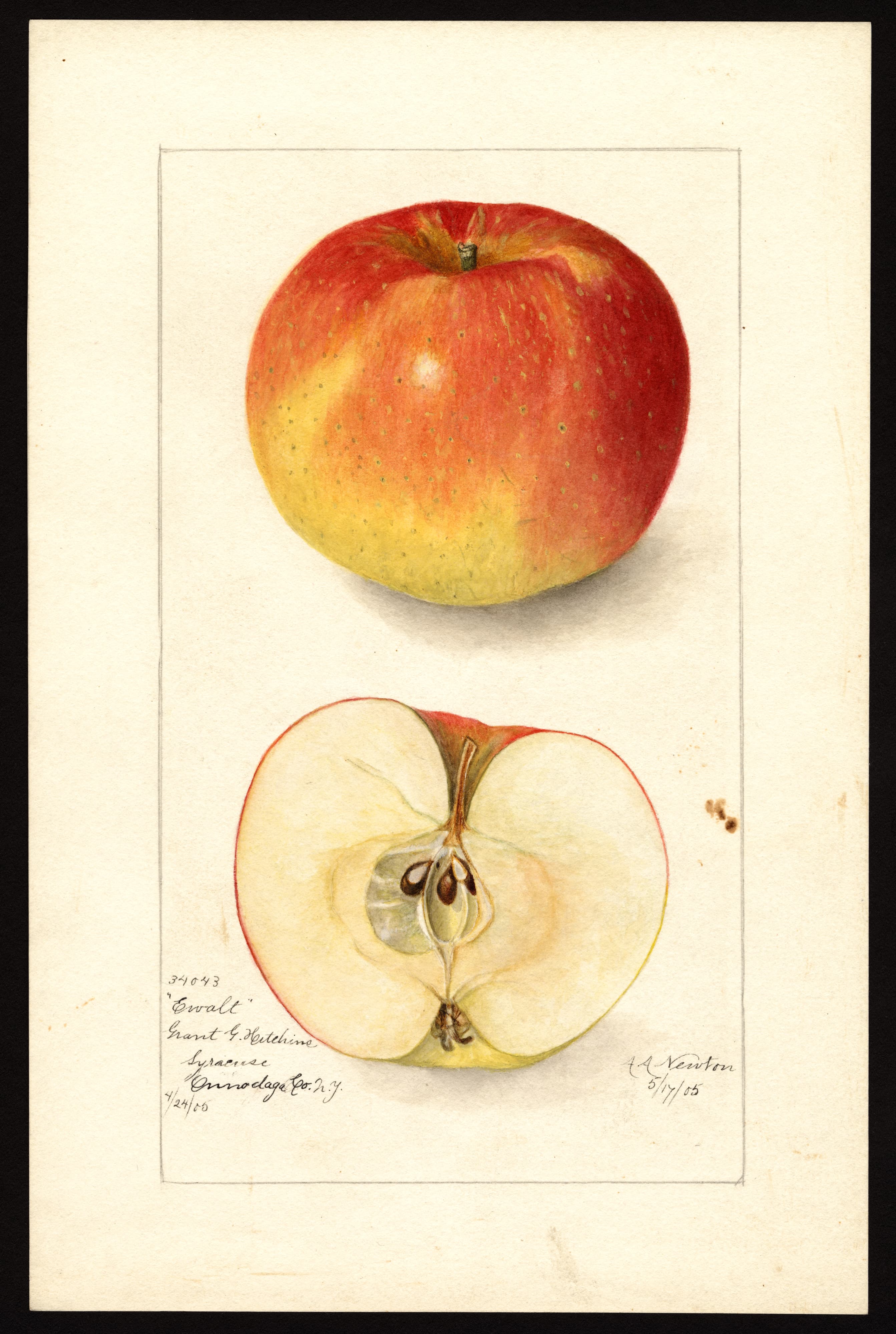 Malus domestica: Ewalt