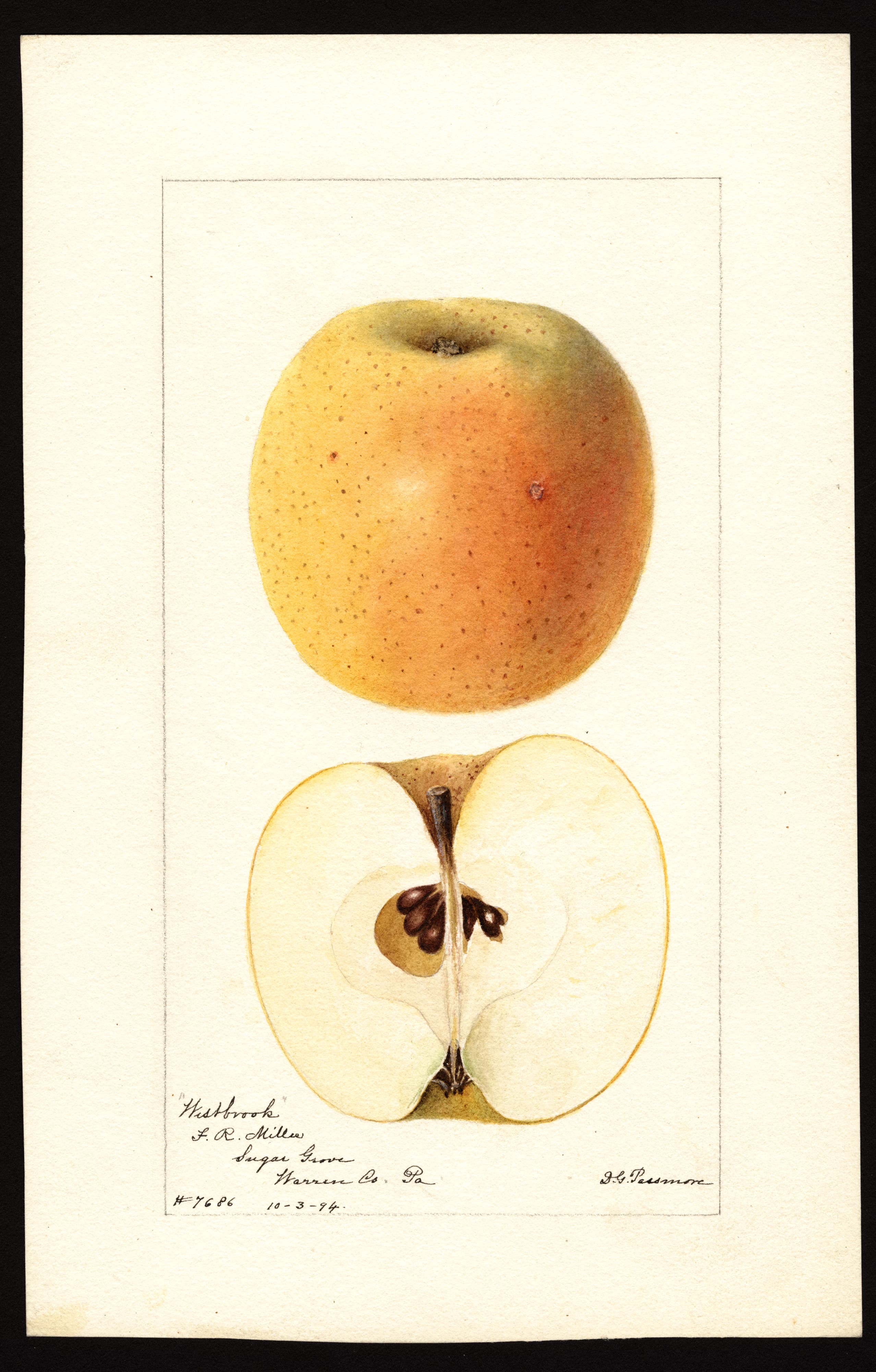 Malus domestica: Westbrook