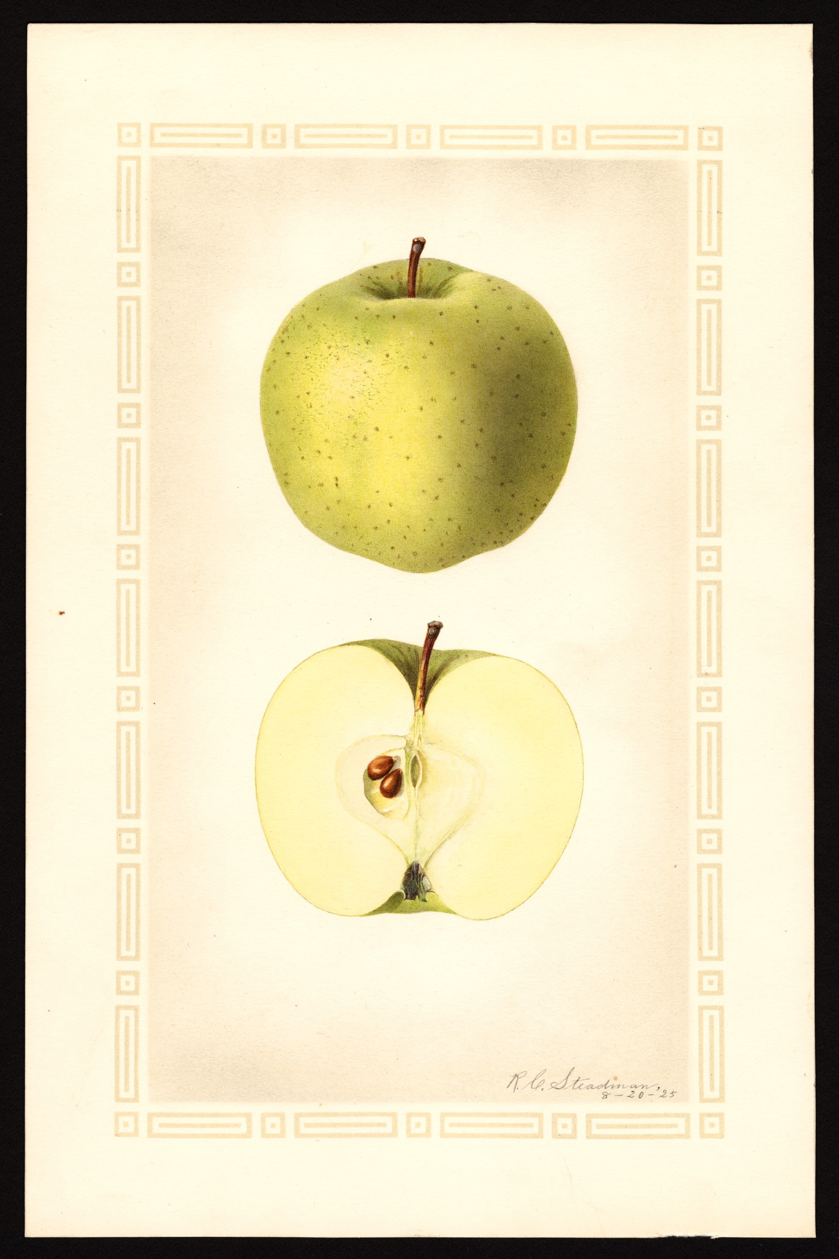 Malus domestica: Fall Swaar