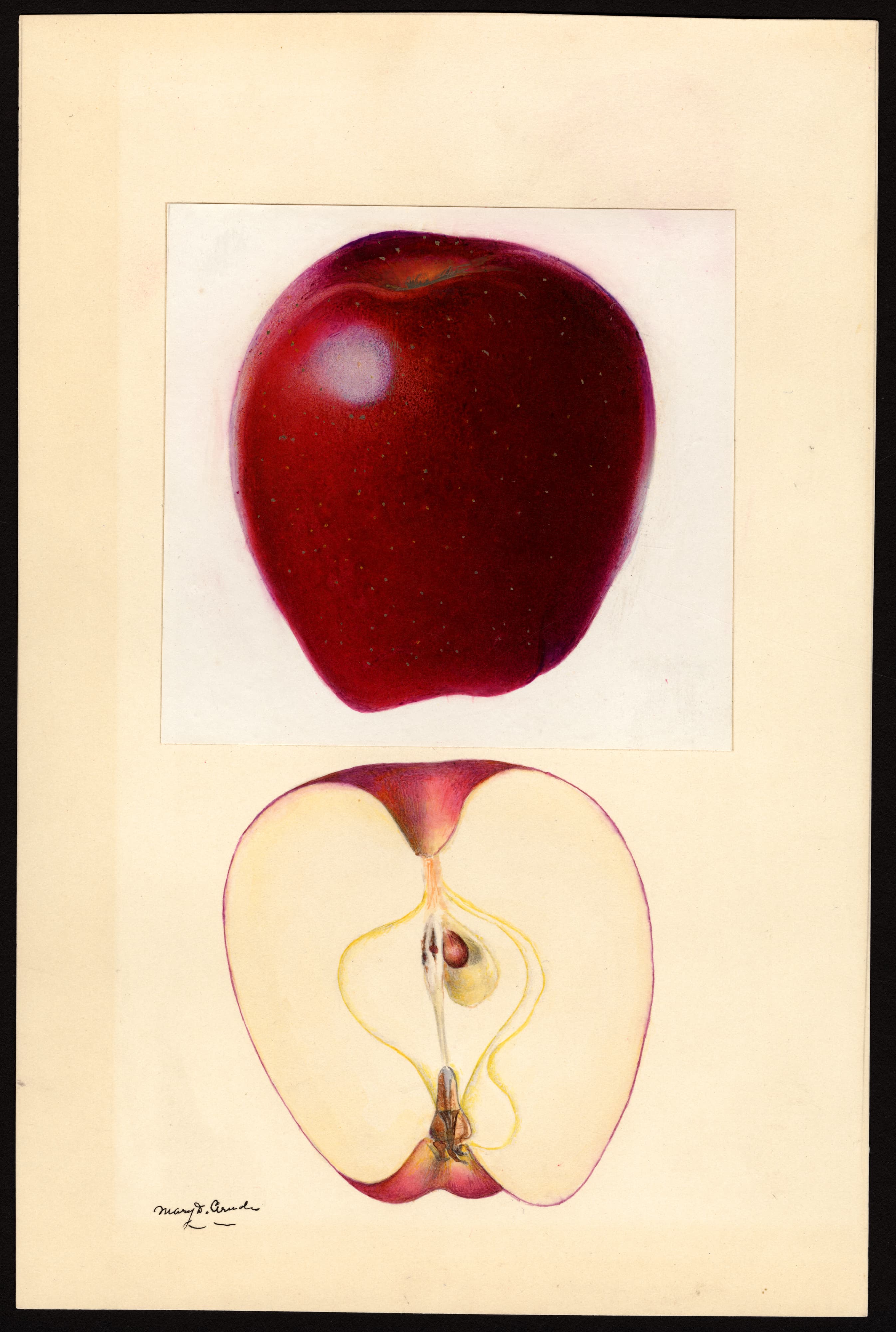 Malus domestica: Red Delicious