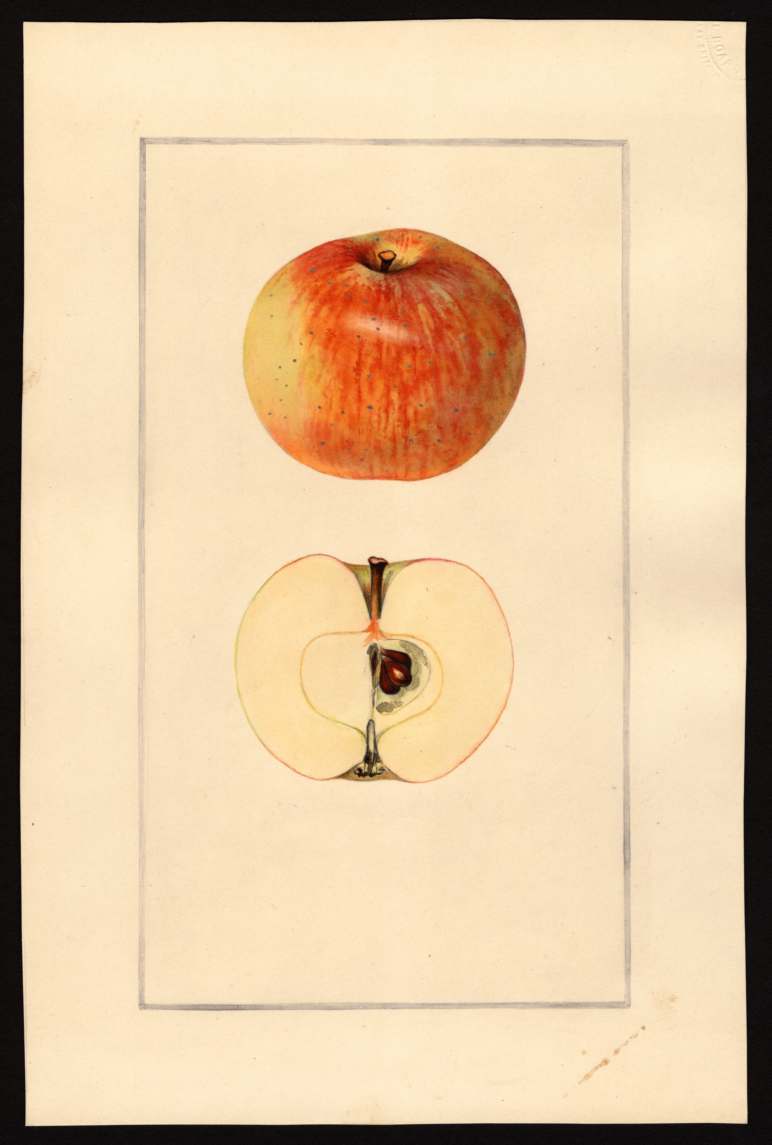 Malus domestica: Fourth of July