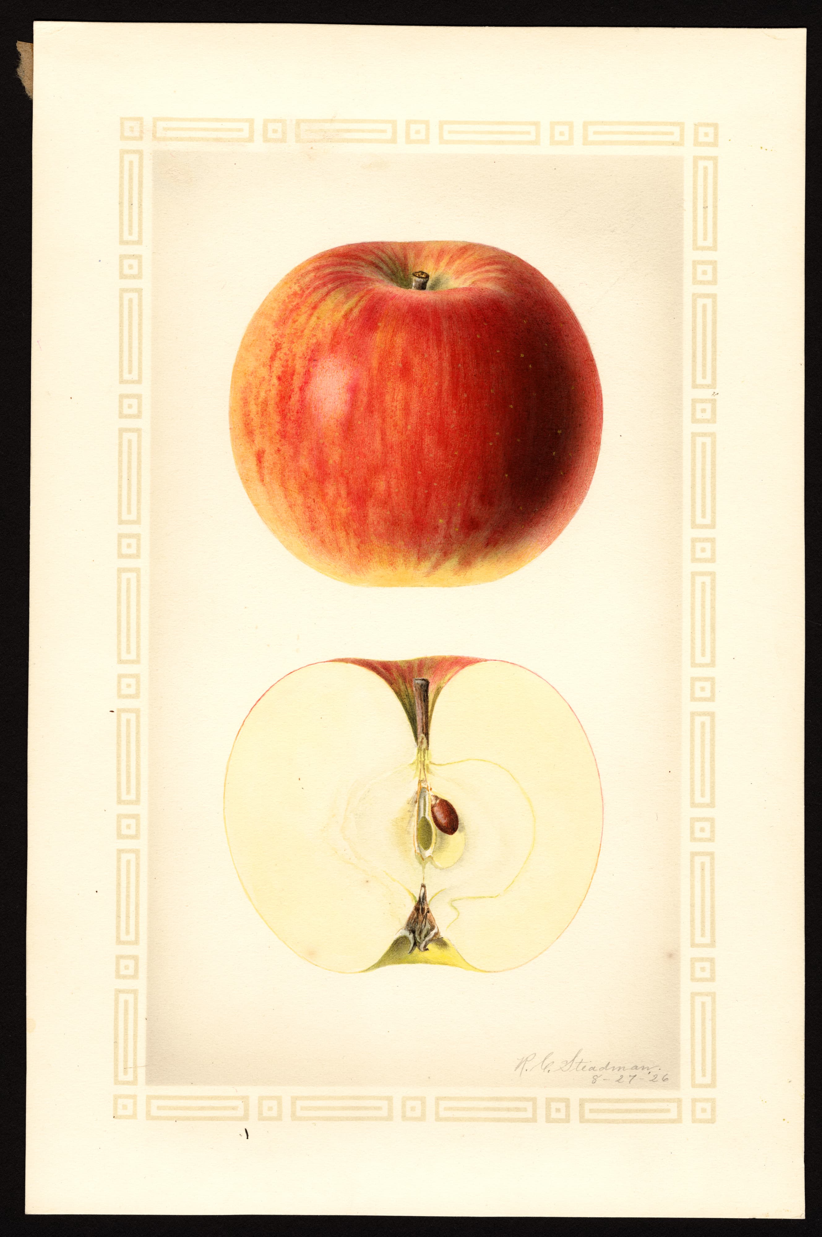 Malus domestica: Hagloe