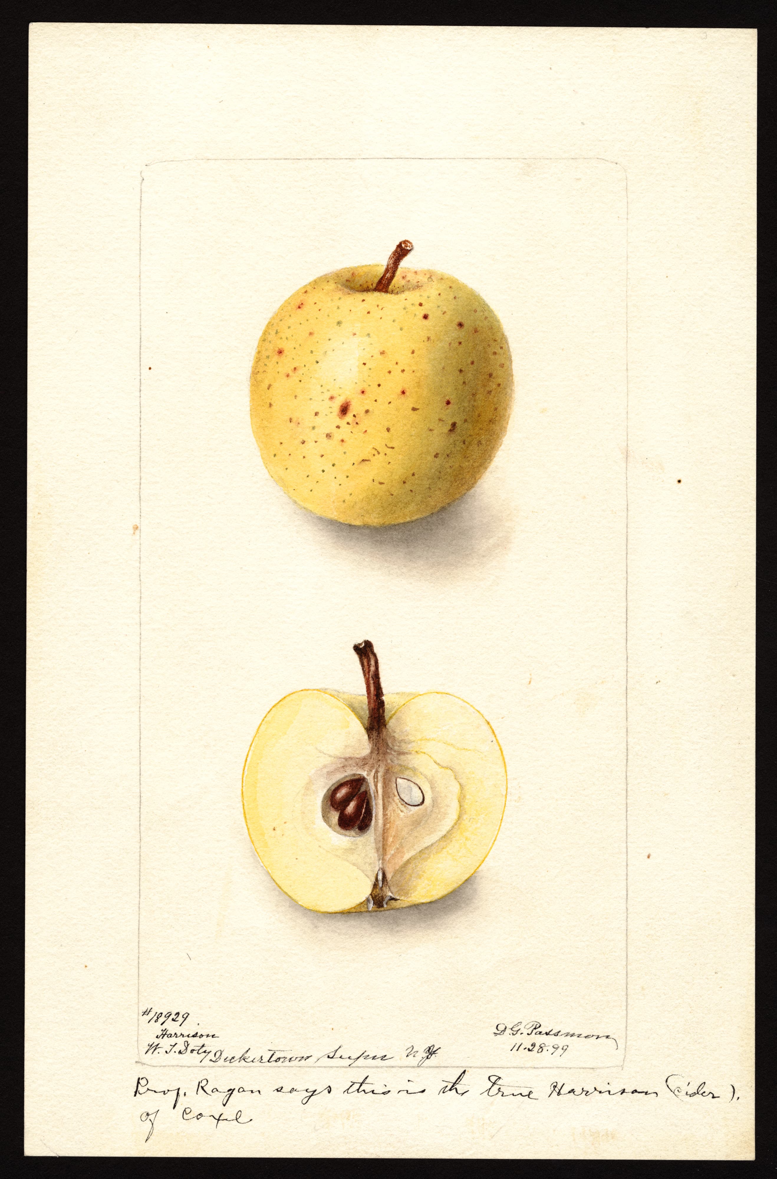 Malus domestica: Harrison