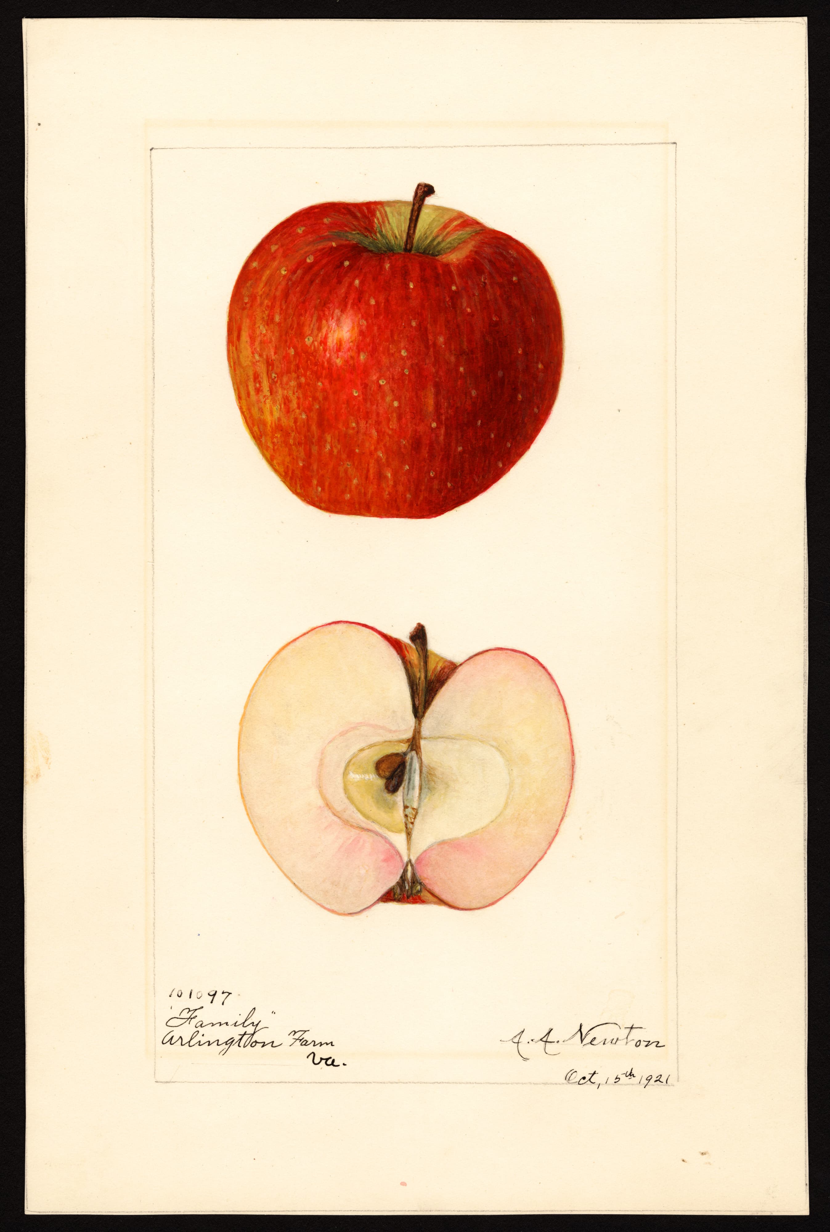 Malus domestica: Family