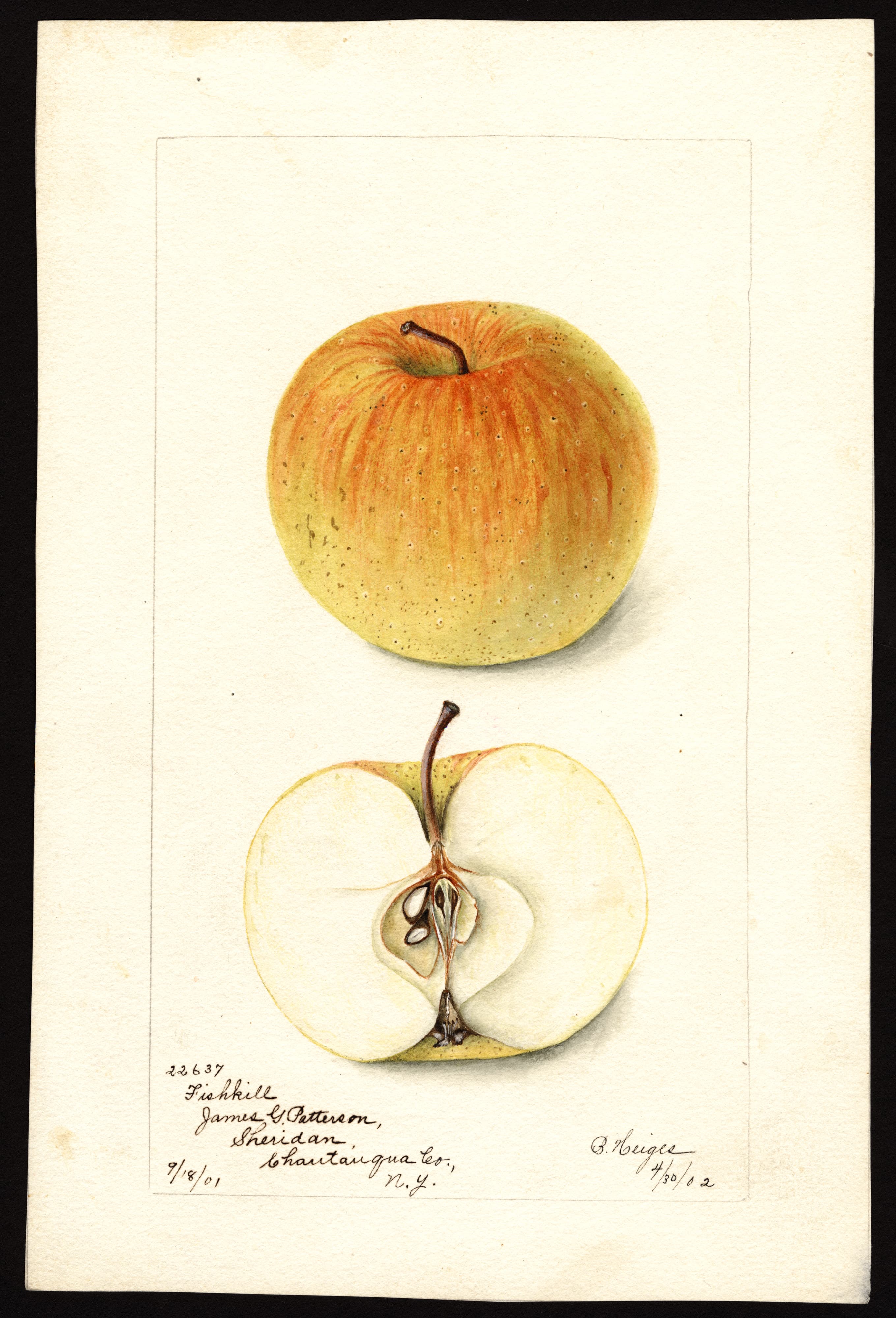 Malus domestica: Fishkill
