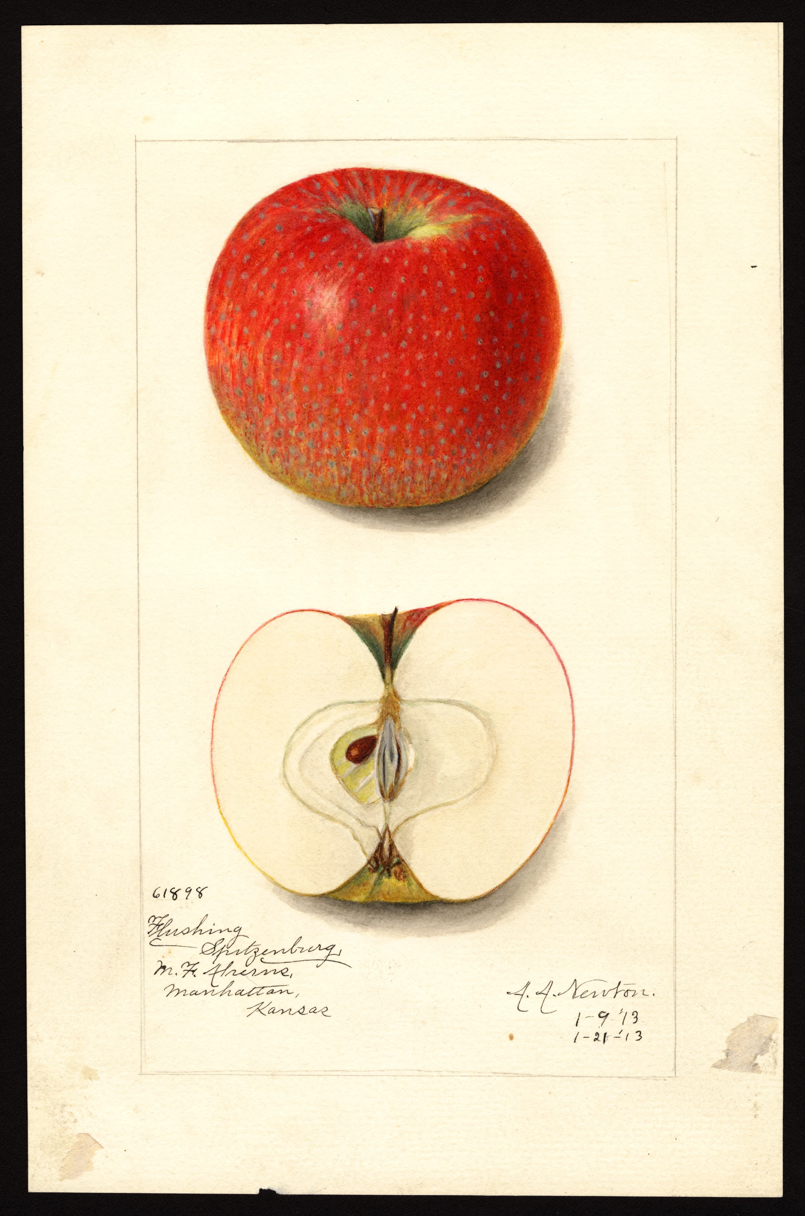 Malus domestica: Flushing Spitzenburg