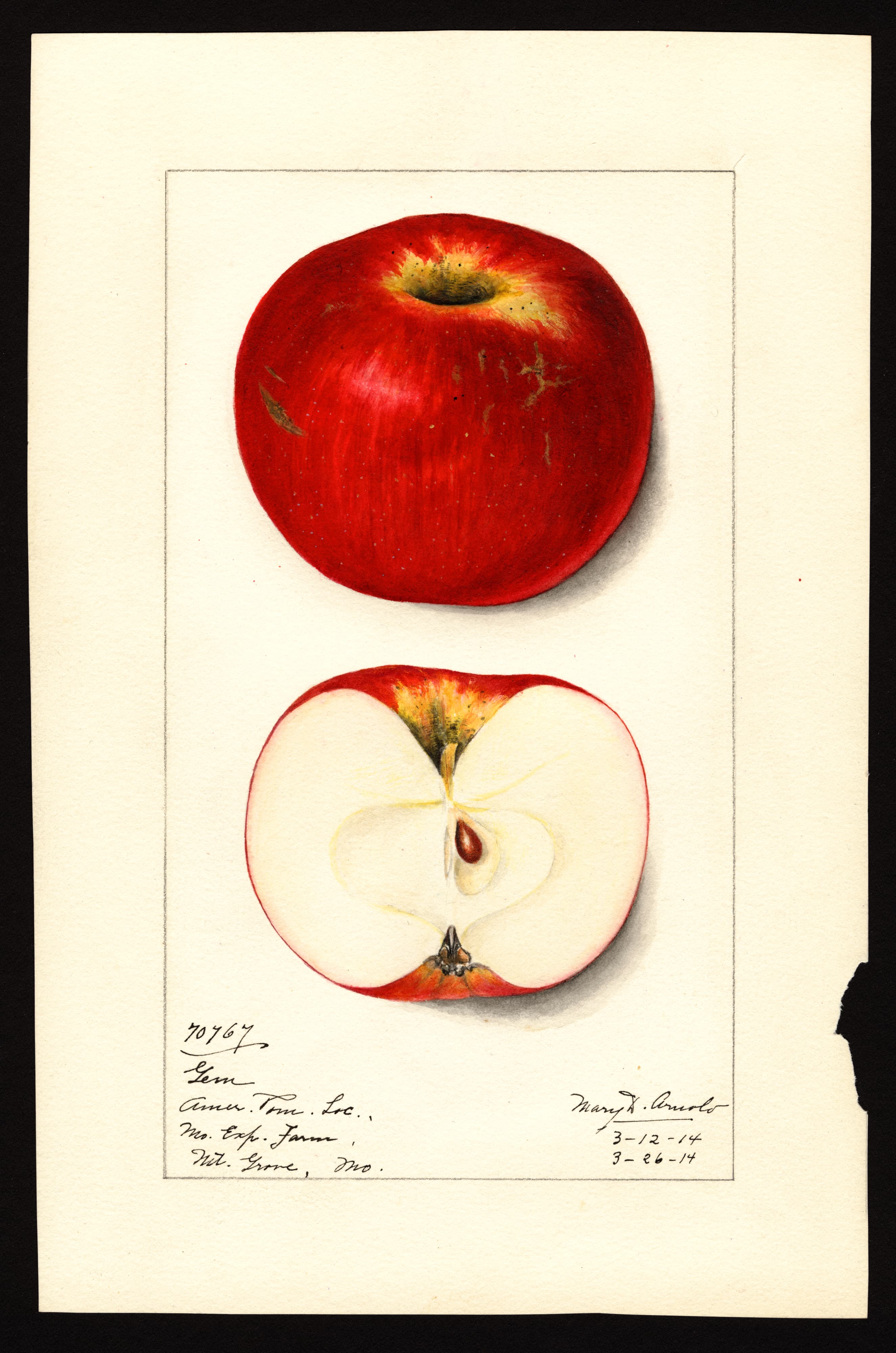 Malus domestica: Gem