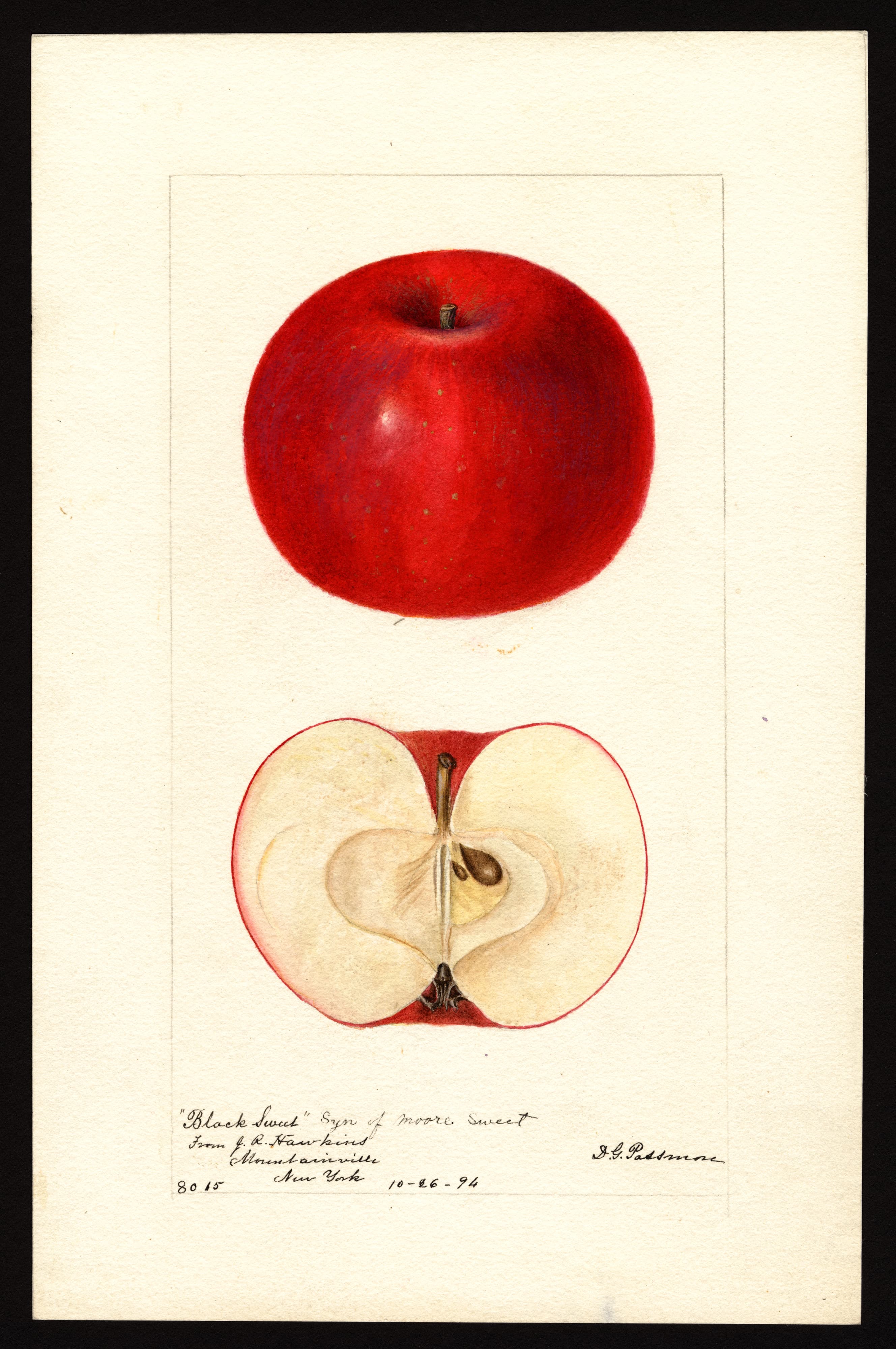 Malus domestica: Black Sweet