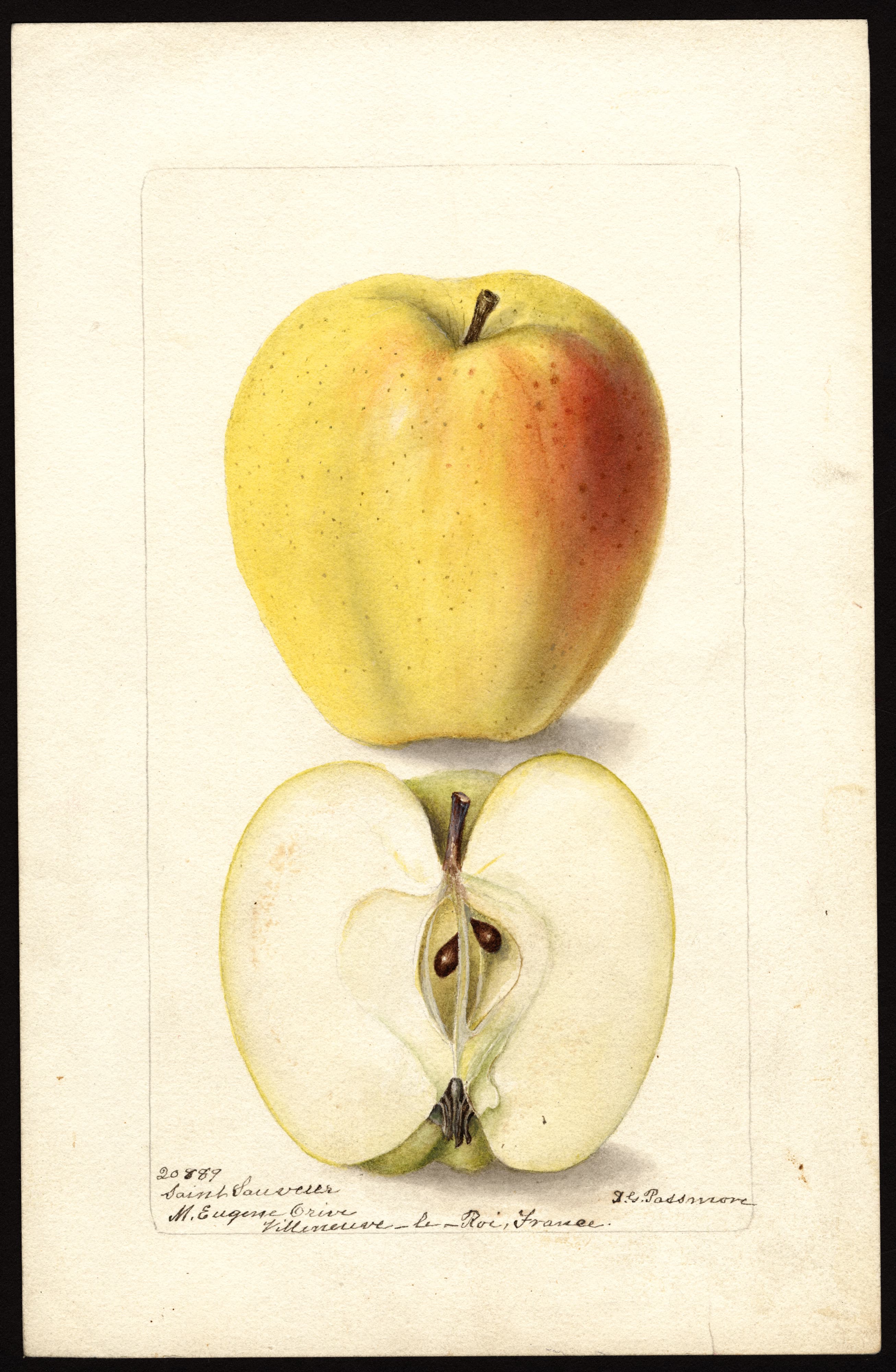 Malus domestica: Saint Sauveur