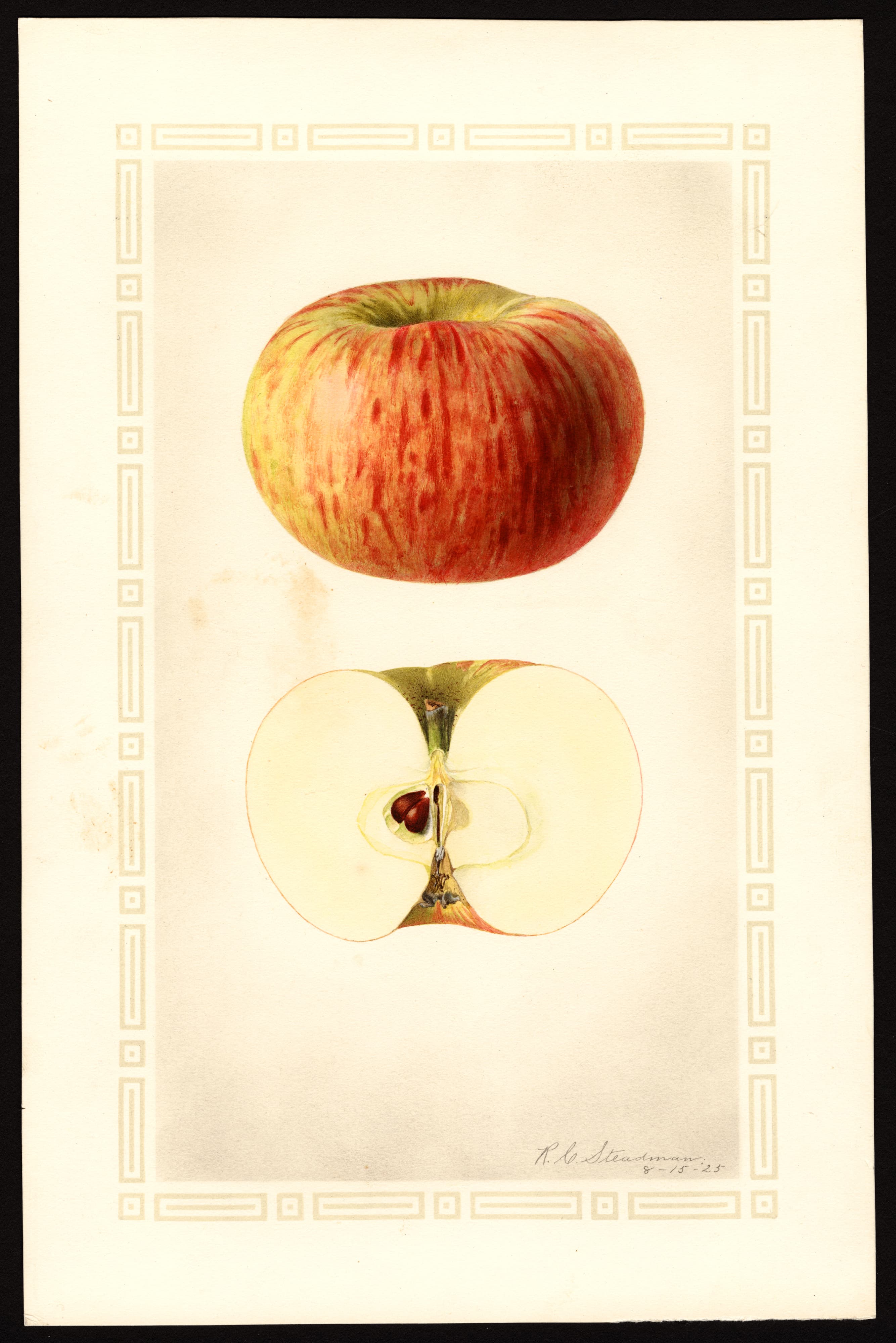 Malus domestica: Queen